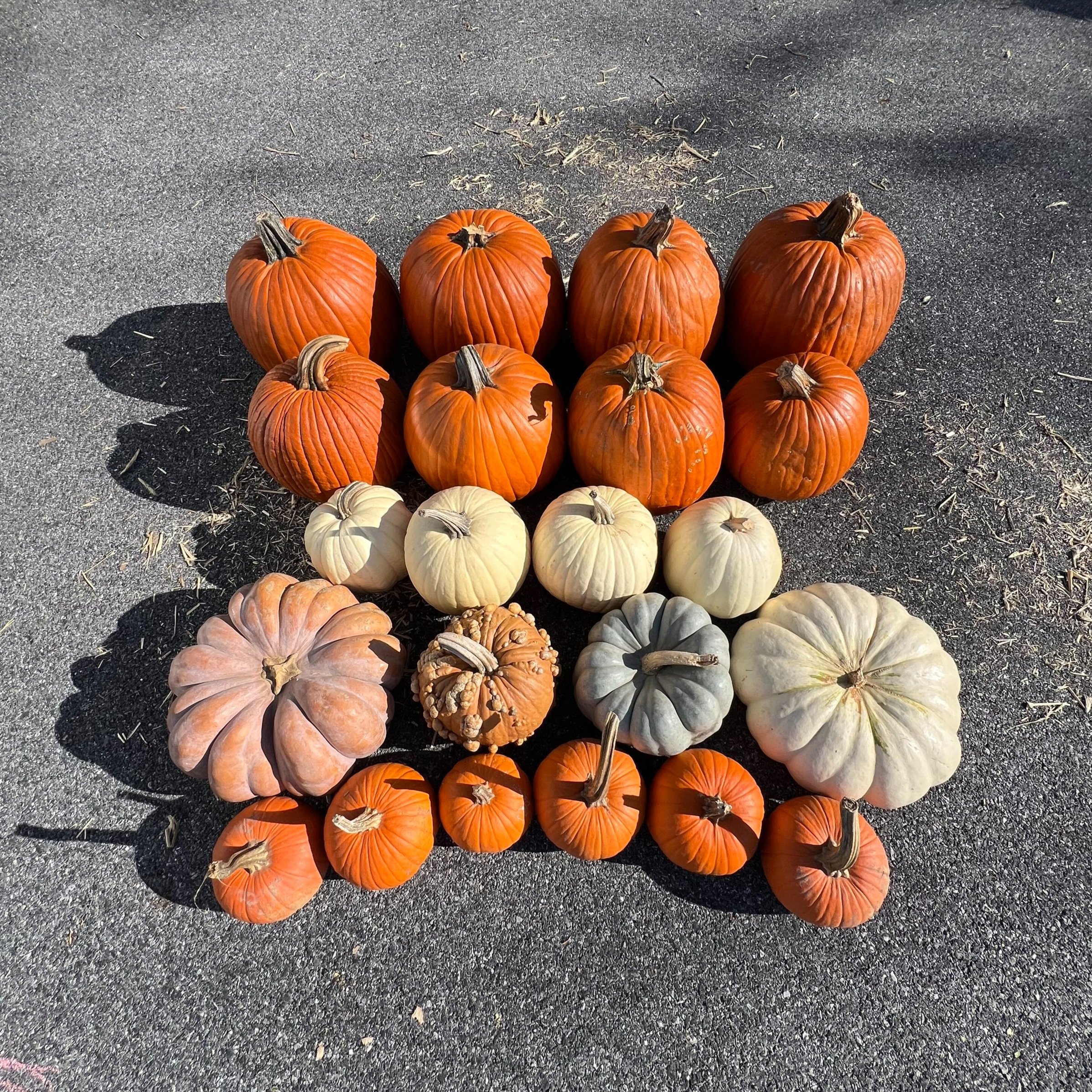Pumpkins - S