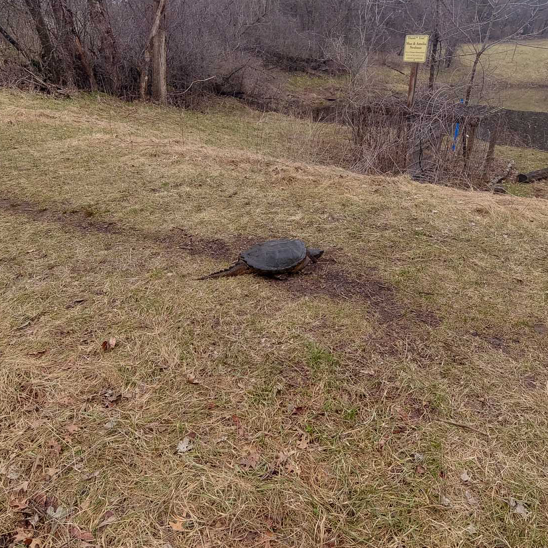A Wild Encounter Along the Kinni: The Snapping Turtle