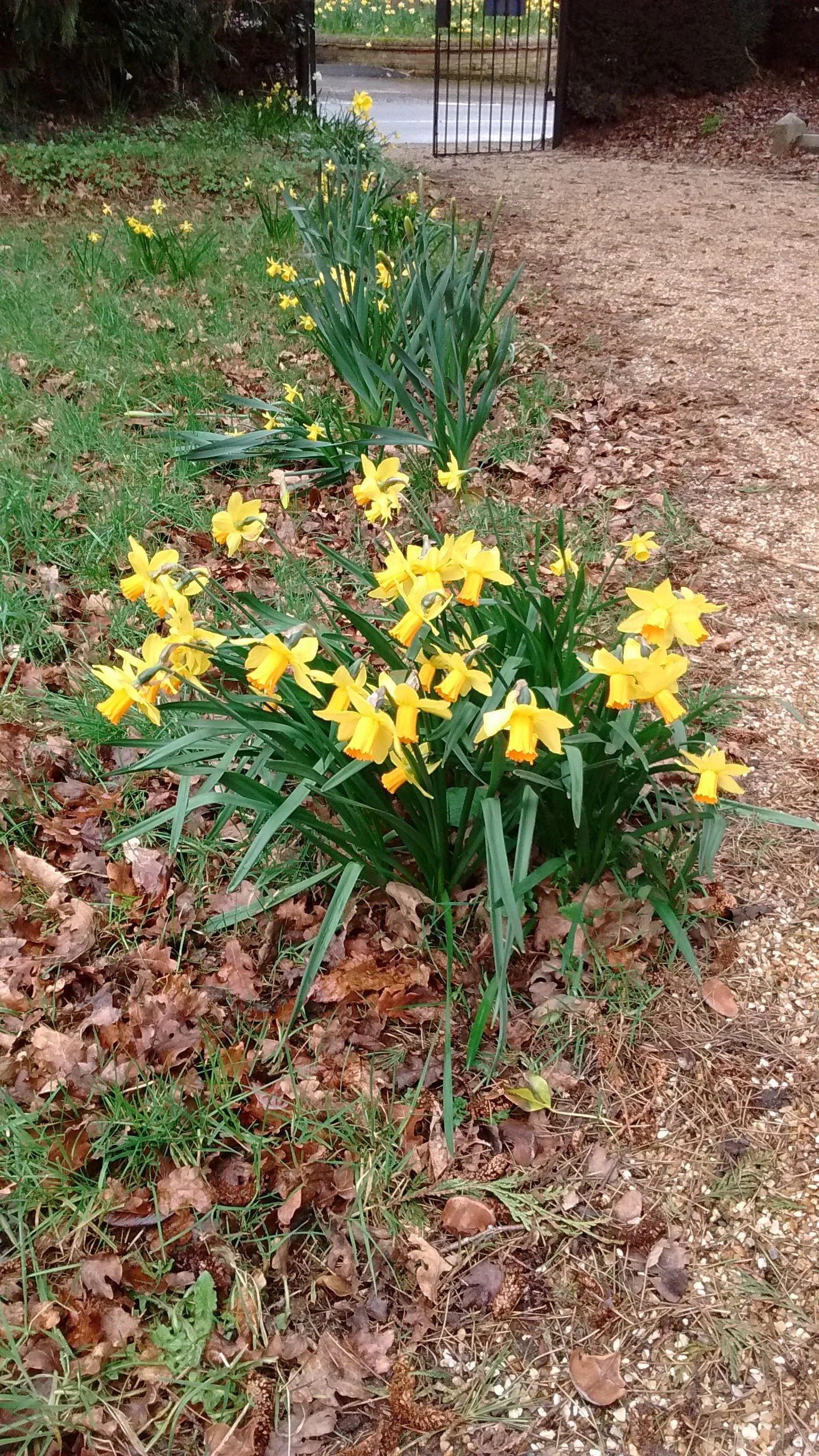 A photograph of a path leading up from a metal gate. At the side of the path are yellow daffodils