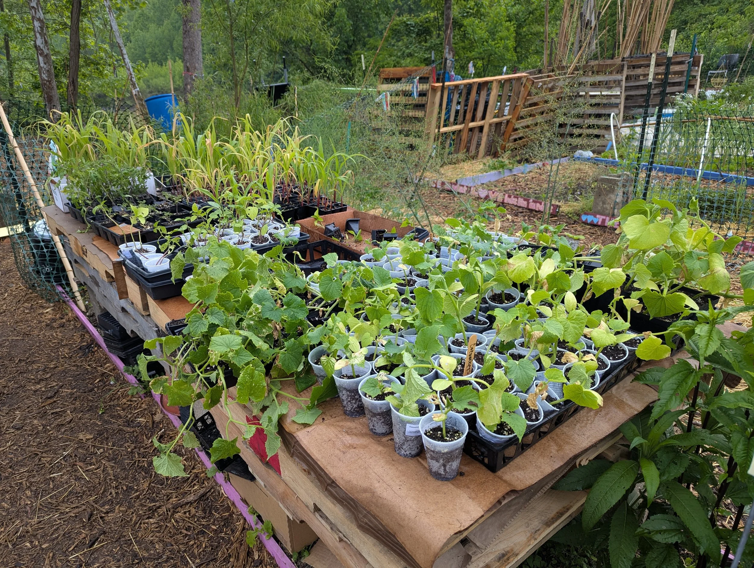 plant starts in cups sitting on a table