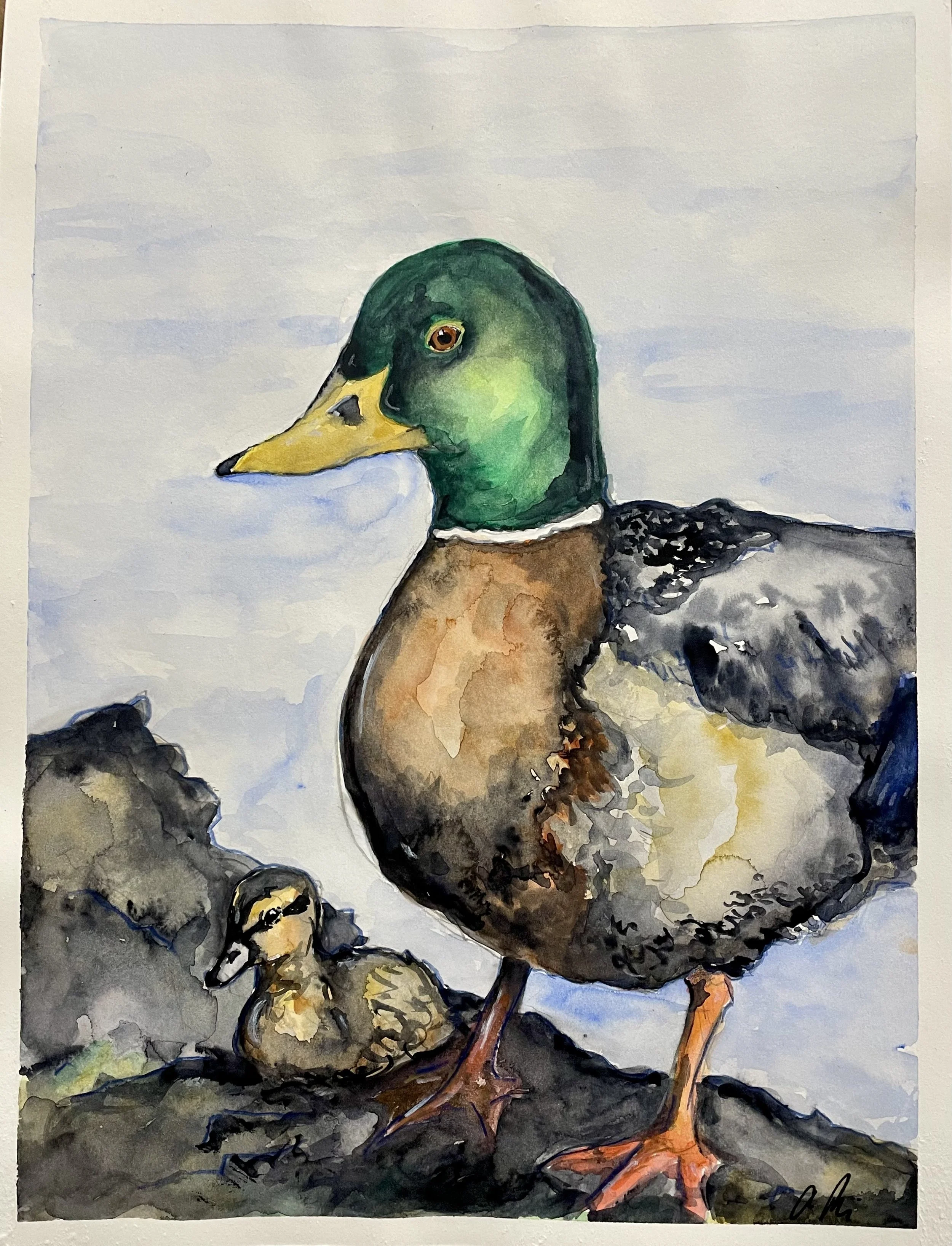 Mallard, Watercolor on Paper