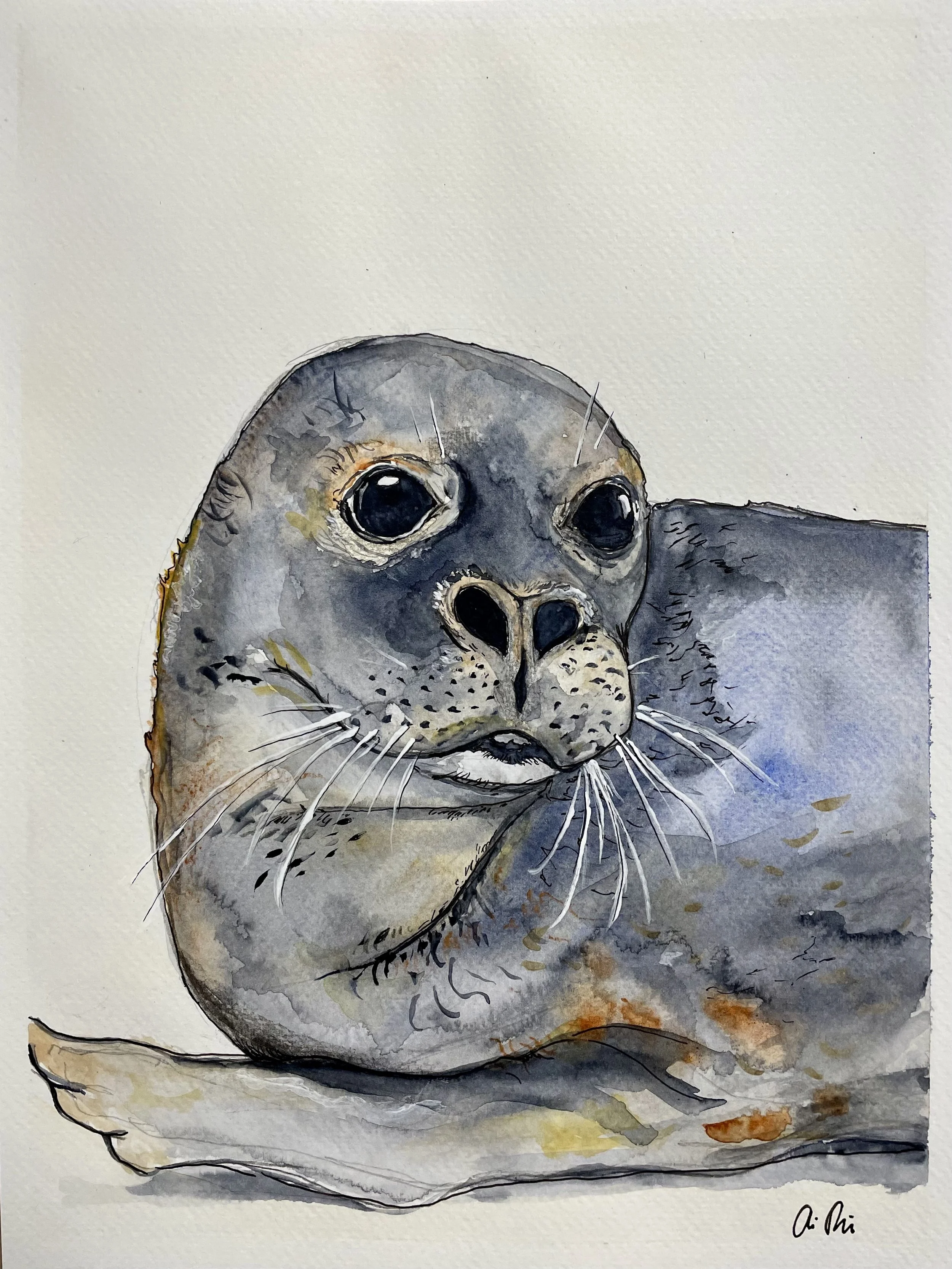 Seal Resting, Watercolor on paper
