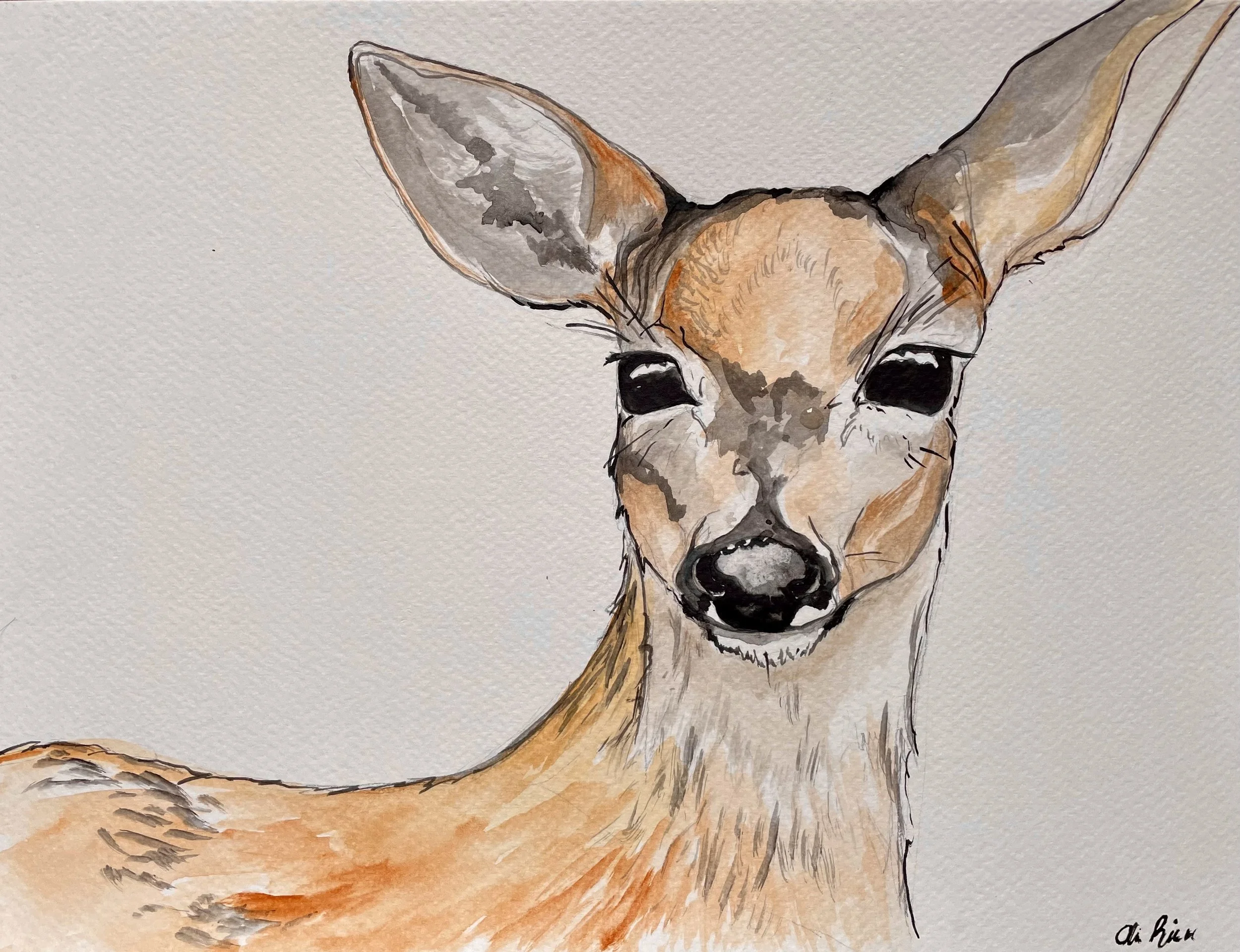 Doe, Watercolor on Paper, Available