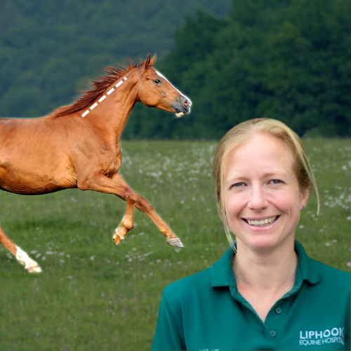 Foraminotomy: A new frontier in the treatment of pathological conditions of the cervical vertebral column in horses