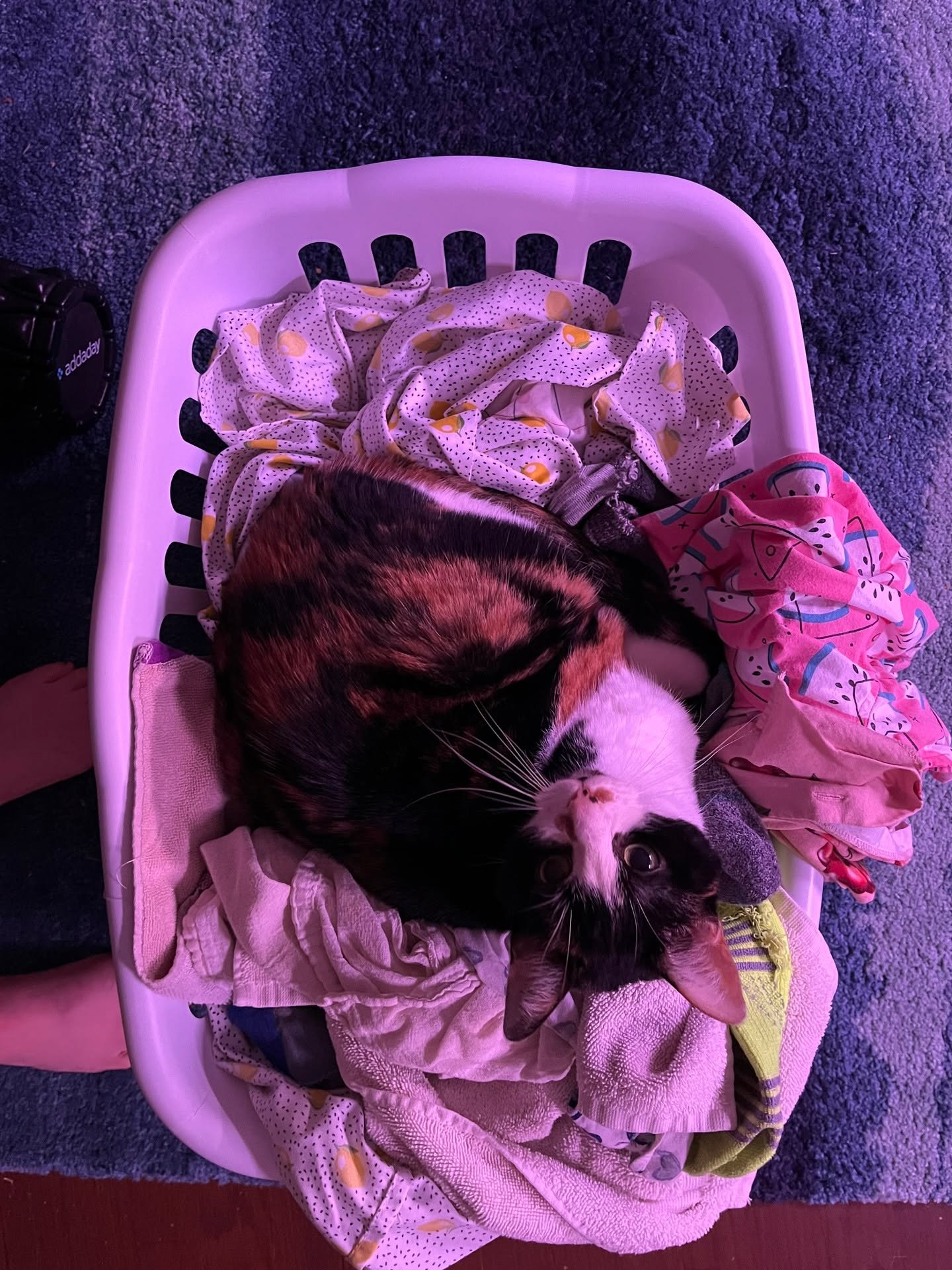 With very heavy hearts, we share that on January 1st we lost our dear friend Peppercorn.

Peppercorn (Baby Corn, PCorn, Corny, P, Tina, TinaBeana, The B, Miss Baby, Laundry Queen) was with us for 16 wonderful years. PCorn lived in Michigan, Californi