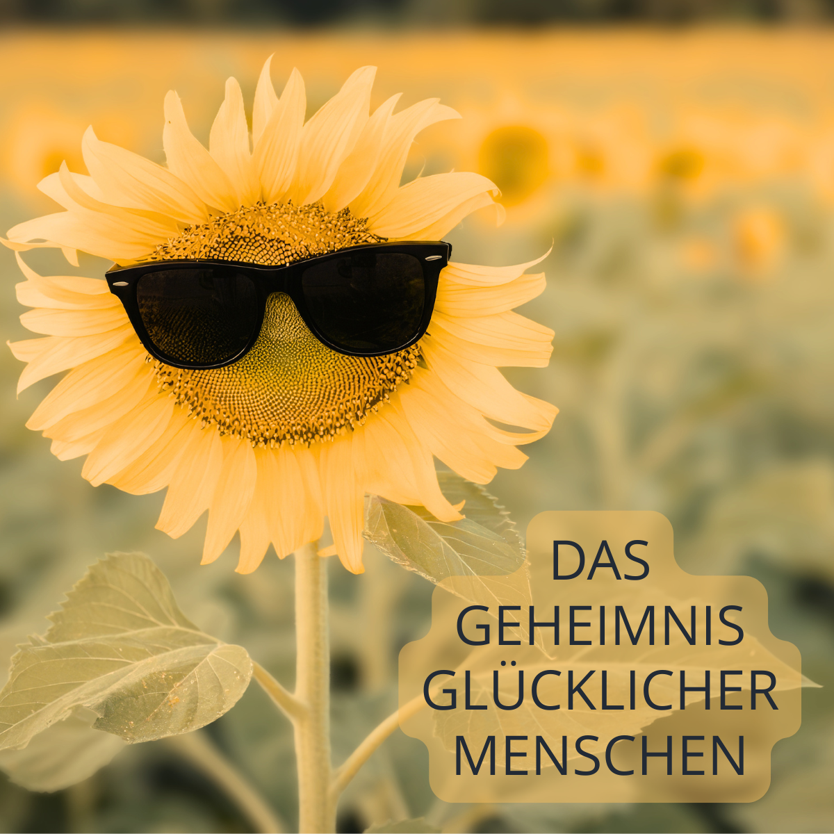 Das Geheimnis glücklicher Menschen