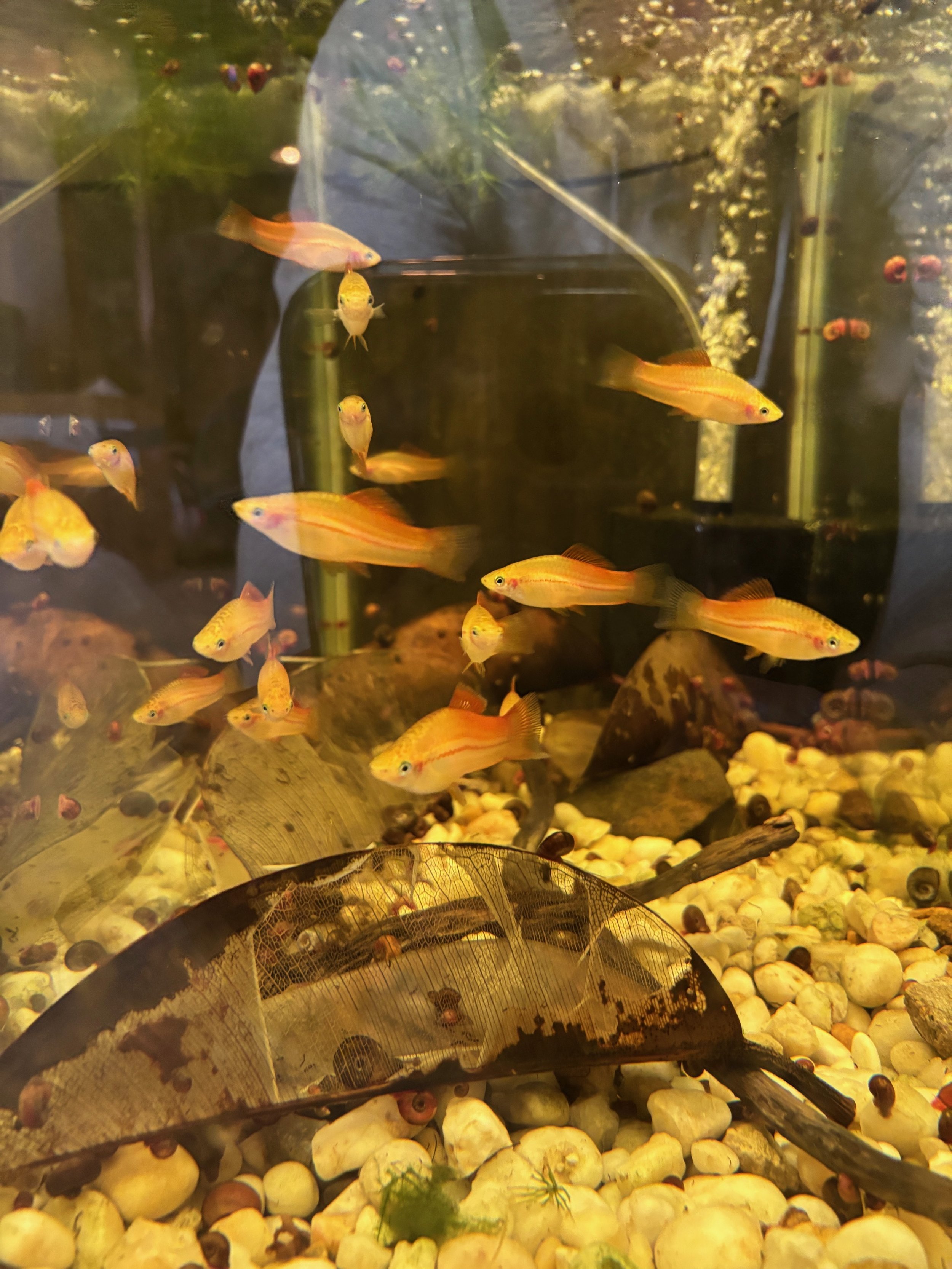 Pineapple Swordtail