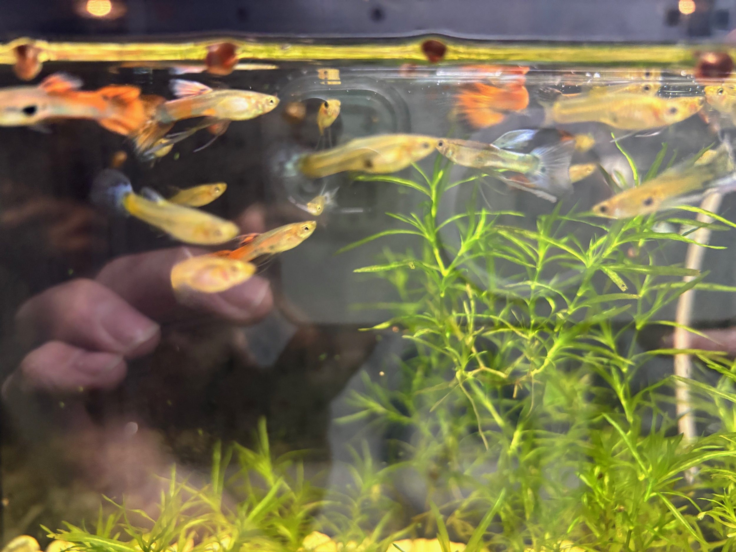 "Fancy" Guppy