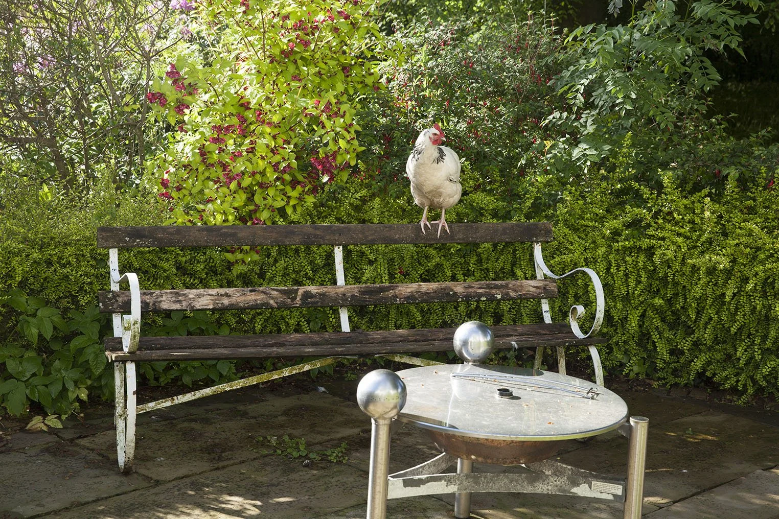 Halen Mon Chicken on Bench.jpg