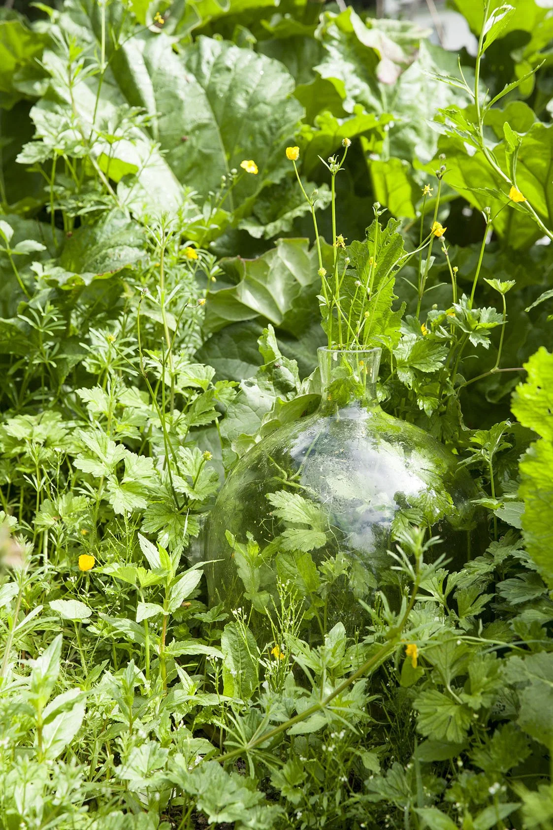 Halen Mon Walled garden.jpg