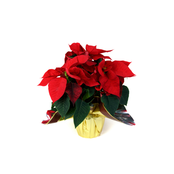 Red Poinsettia