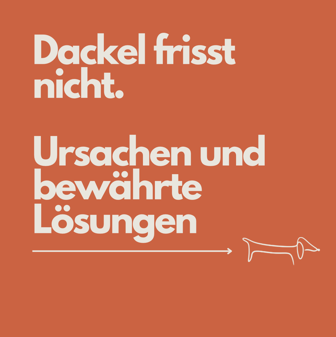 Dackel frisst nicht: 7 Ursachen und bewährte Lösungen aus der Praxis