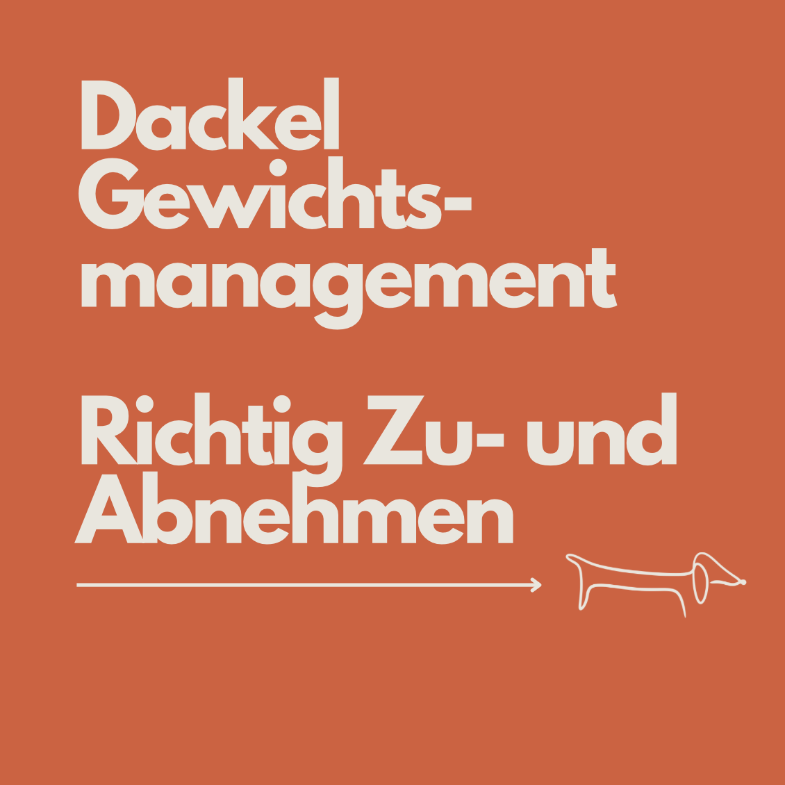 Dackel Gewichtsmanagement: Zu- und Abnehmen richtig steuern