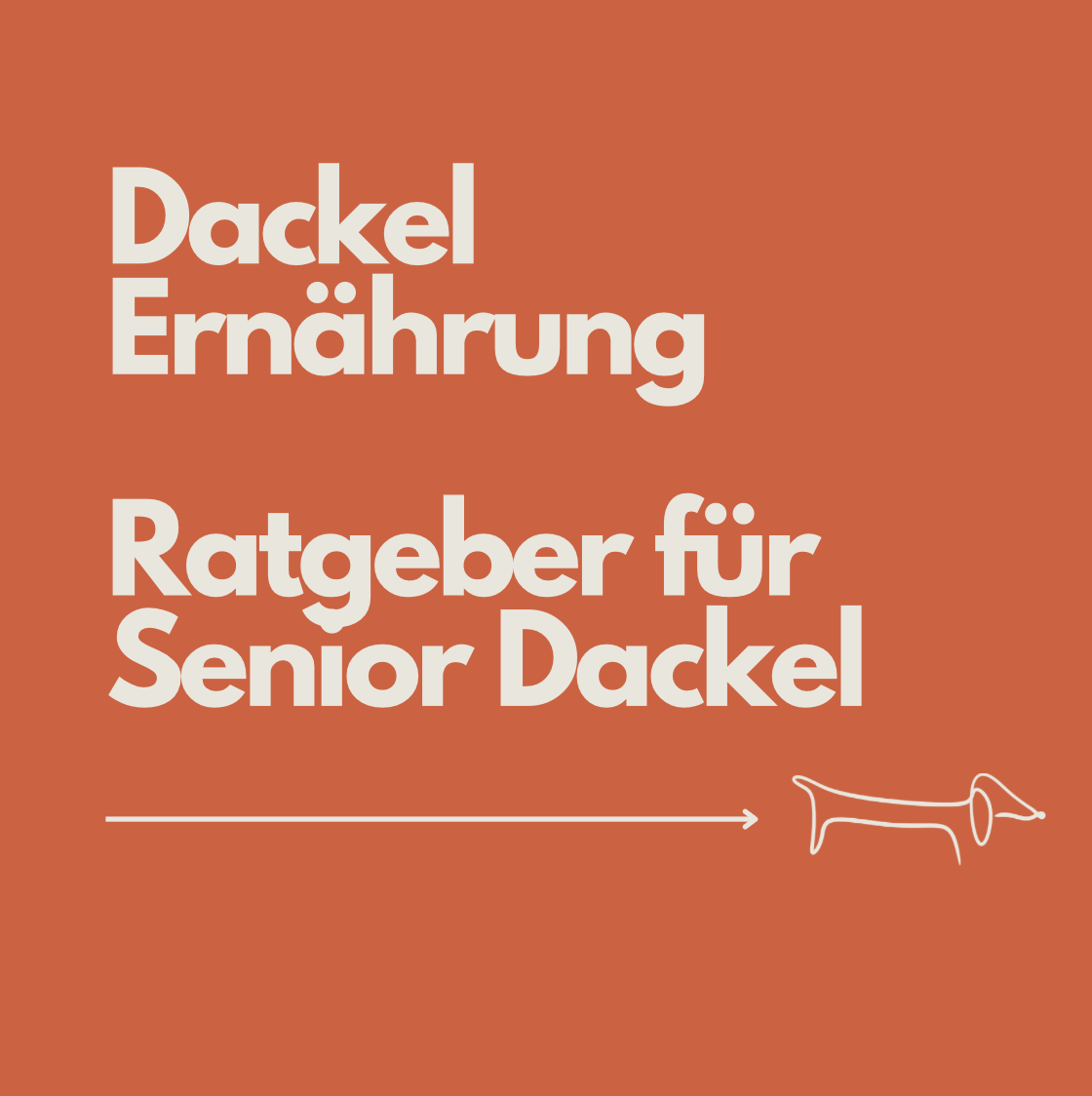 Senior Dackel Ernährung: Der komplette Ratgeber für ältere Dackel
