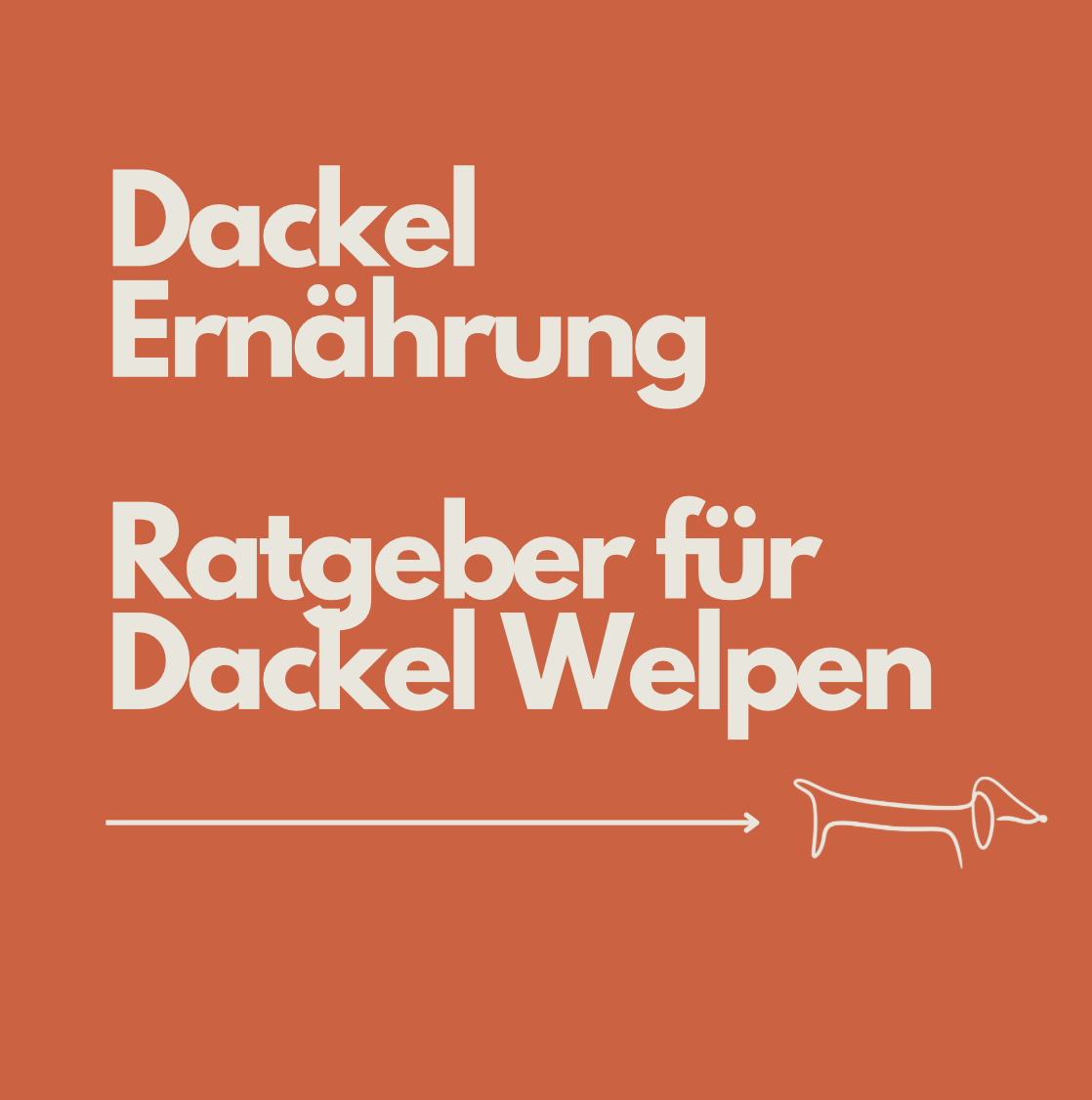 Dackel Welpen Ernährung: Der komplette Ratgeber für gesundes Wachstum