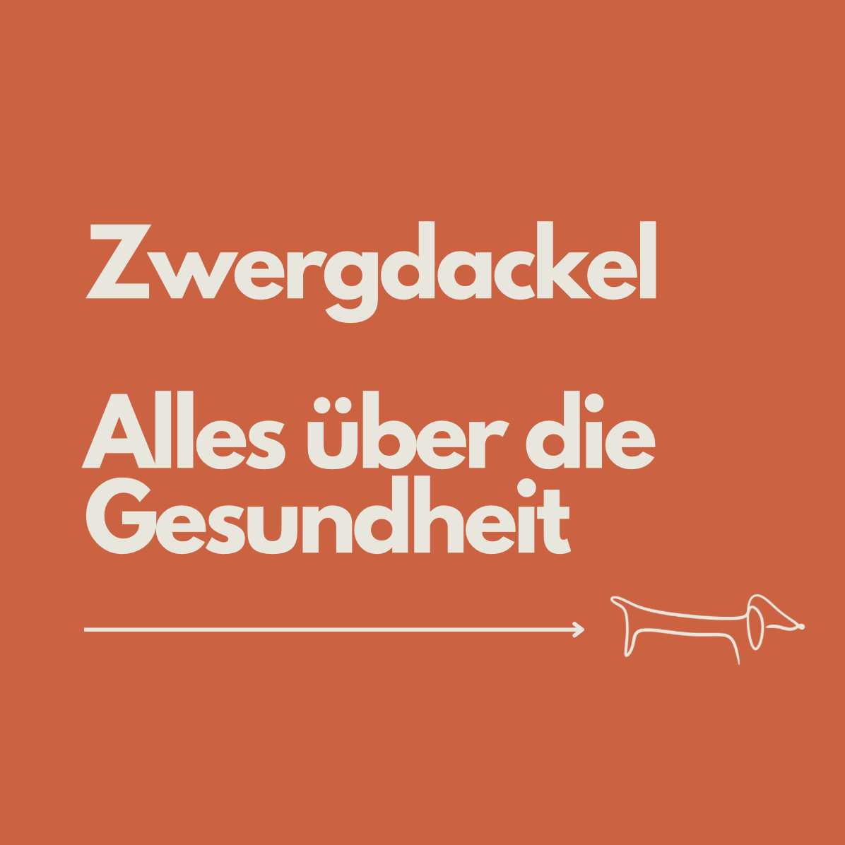 Zwergdackel Gesundheit: Der komplette Guide für ein langes Dackelleben