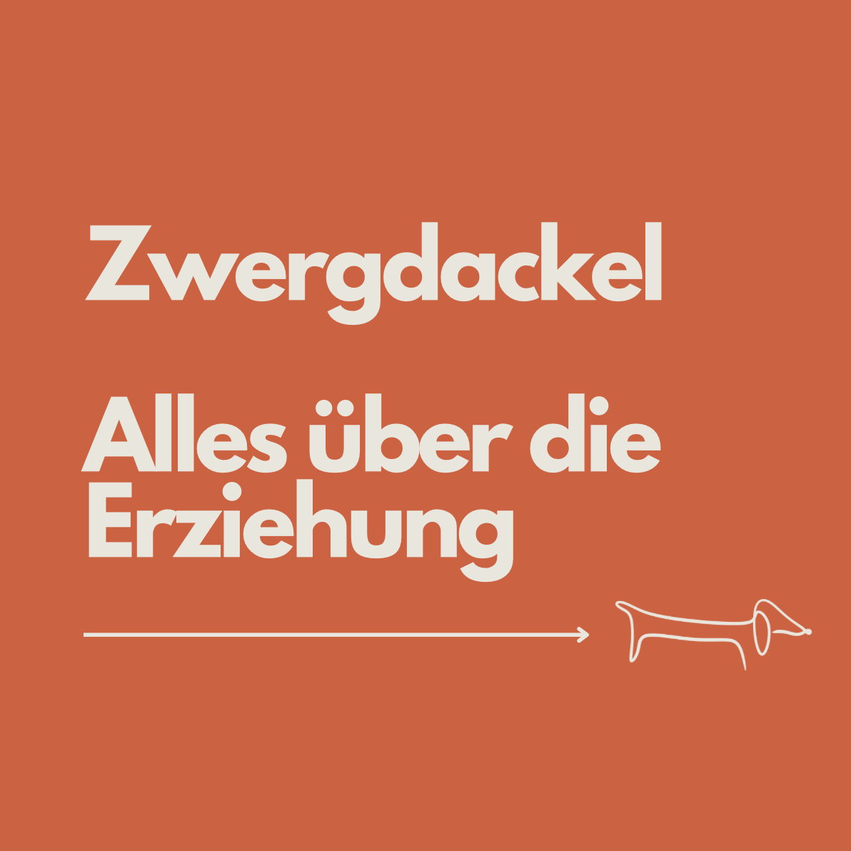 Zwergdackel erziehen: Emil’s bewährte Tipps aus +5 Jahren