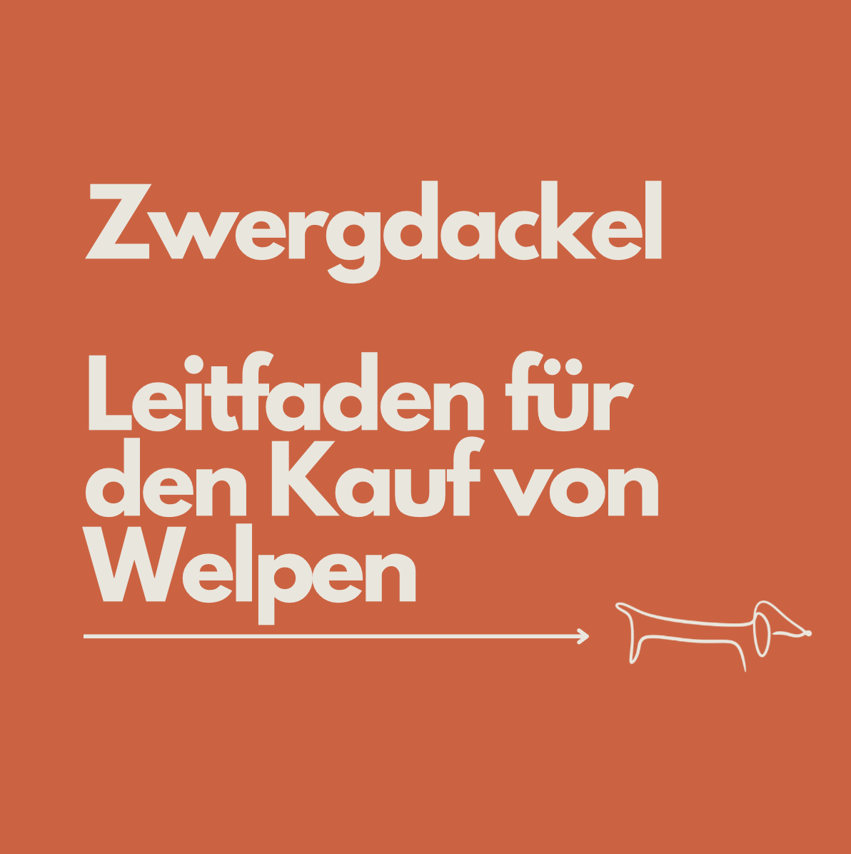 Zwergdackel Welpen kaufen 2025: Emil’s Schritt-für-Schritt Guide