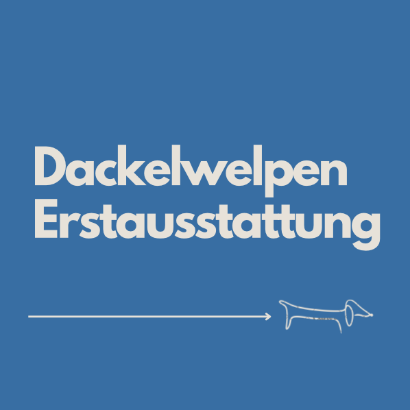 Dackelwelpen Erstausstattung - Checkliste für Zwerg-, Kaninchen- und Standarddackel