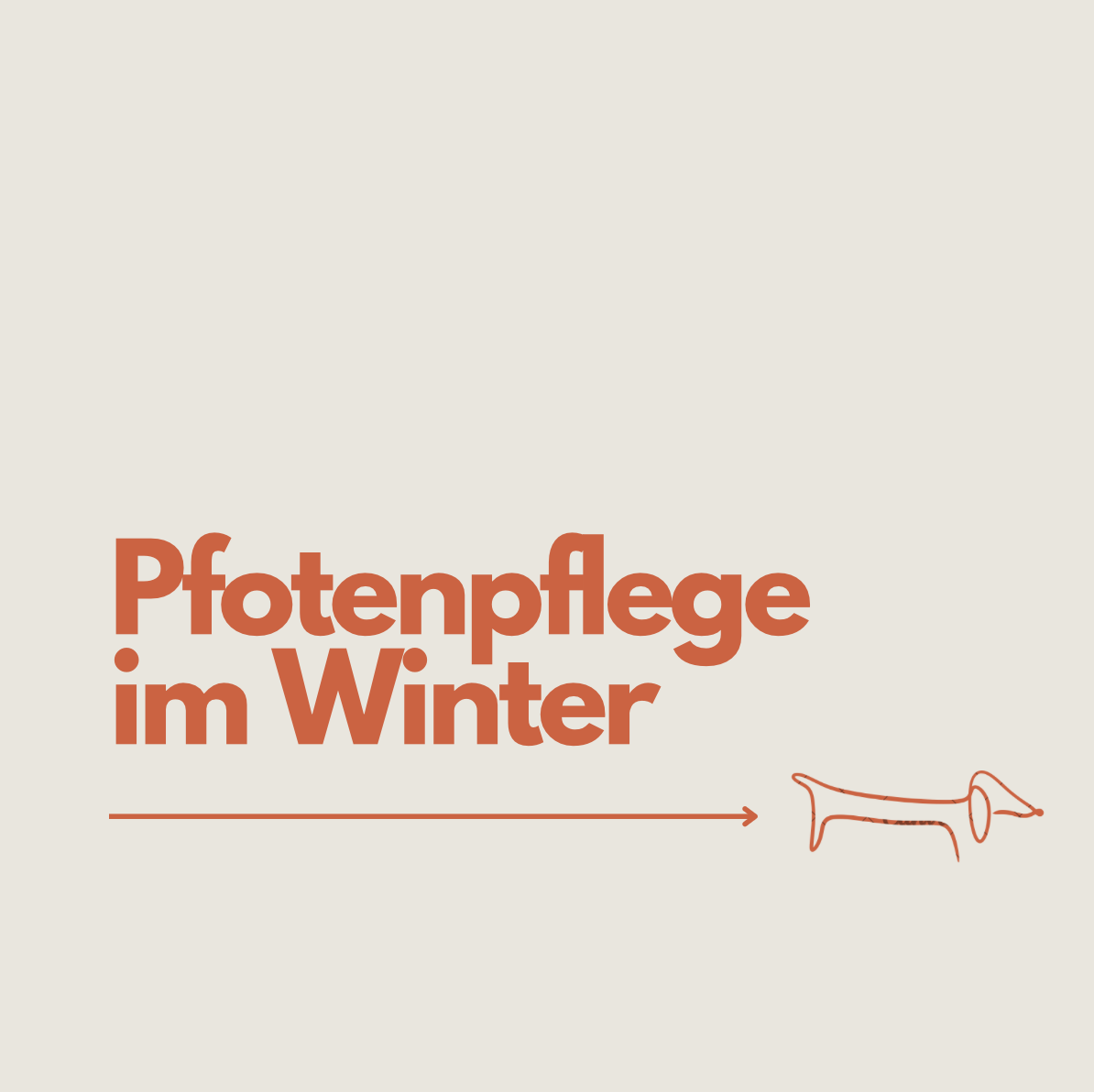 Pfotenpflege im Winter: So schützt du deinen Dackel vor Streusalz &amp; Co.
