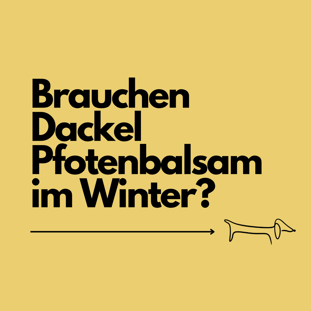 Brauchen Dackel Pfotenbalsam? Wann dein Dackel ihn wirklich braucht