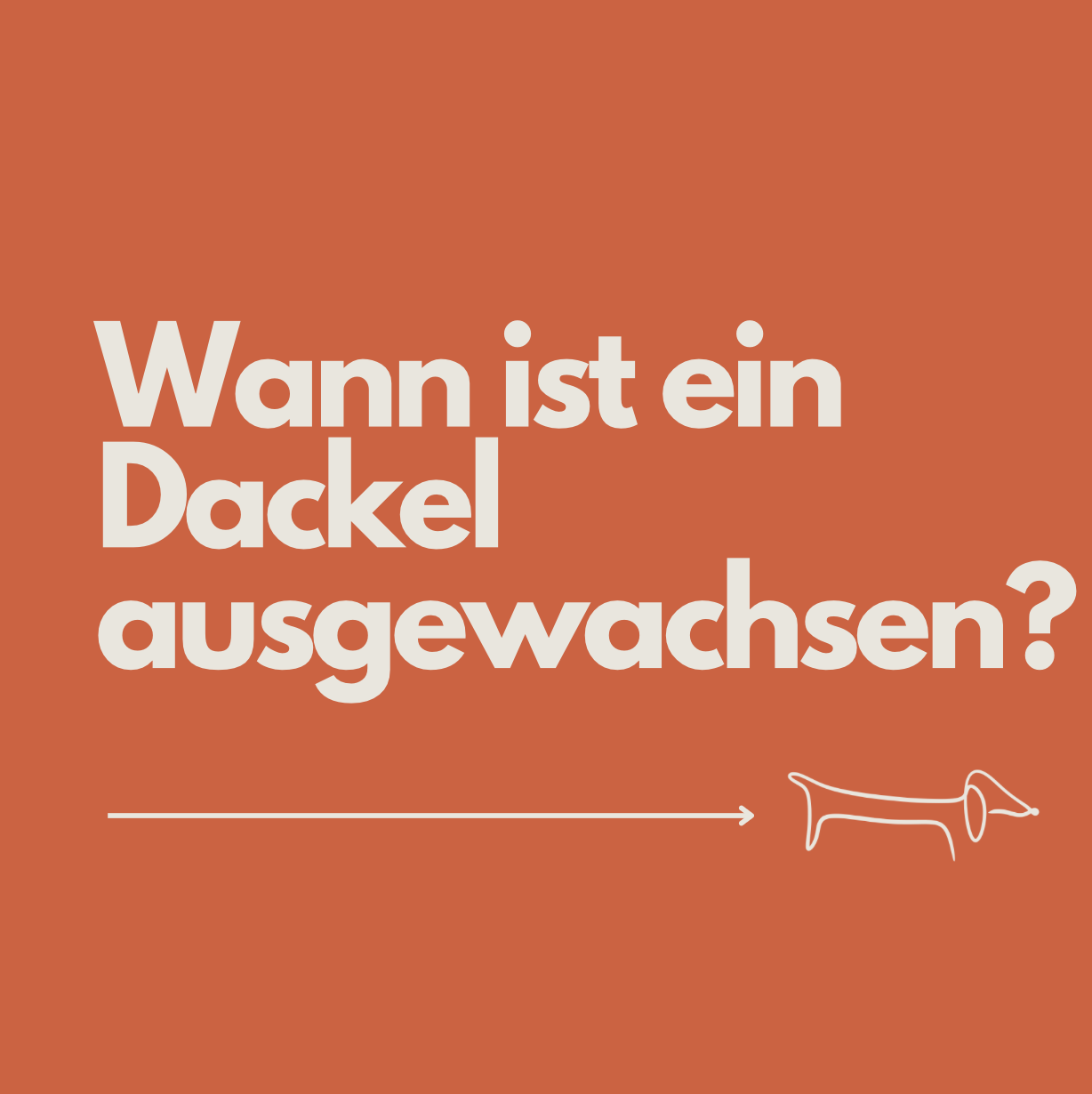 Wann ist ein Dackel ausgewachsen? Wachstumsphasen, Gewichtstabelle &amp; Entwicklung im Überblick