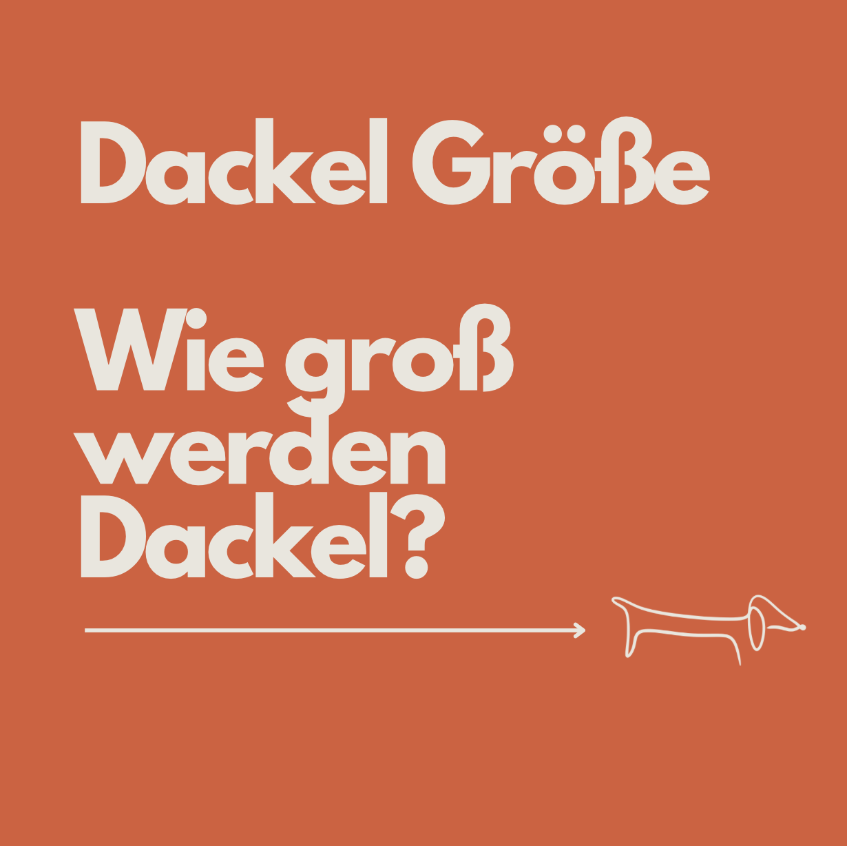 Dackel Größe: Wie groß werden Dackel? Alle Maße im Überblick
