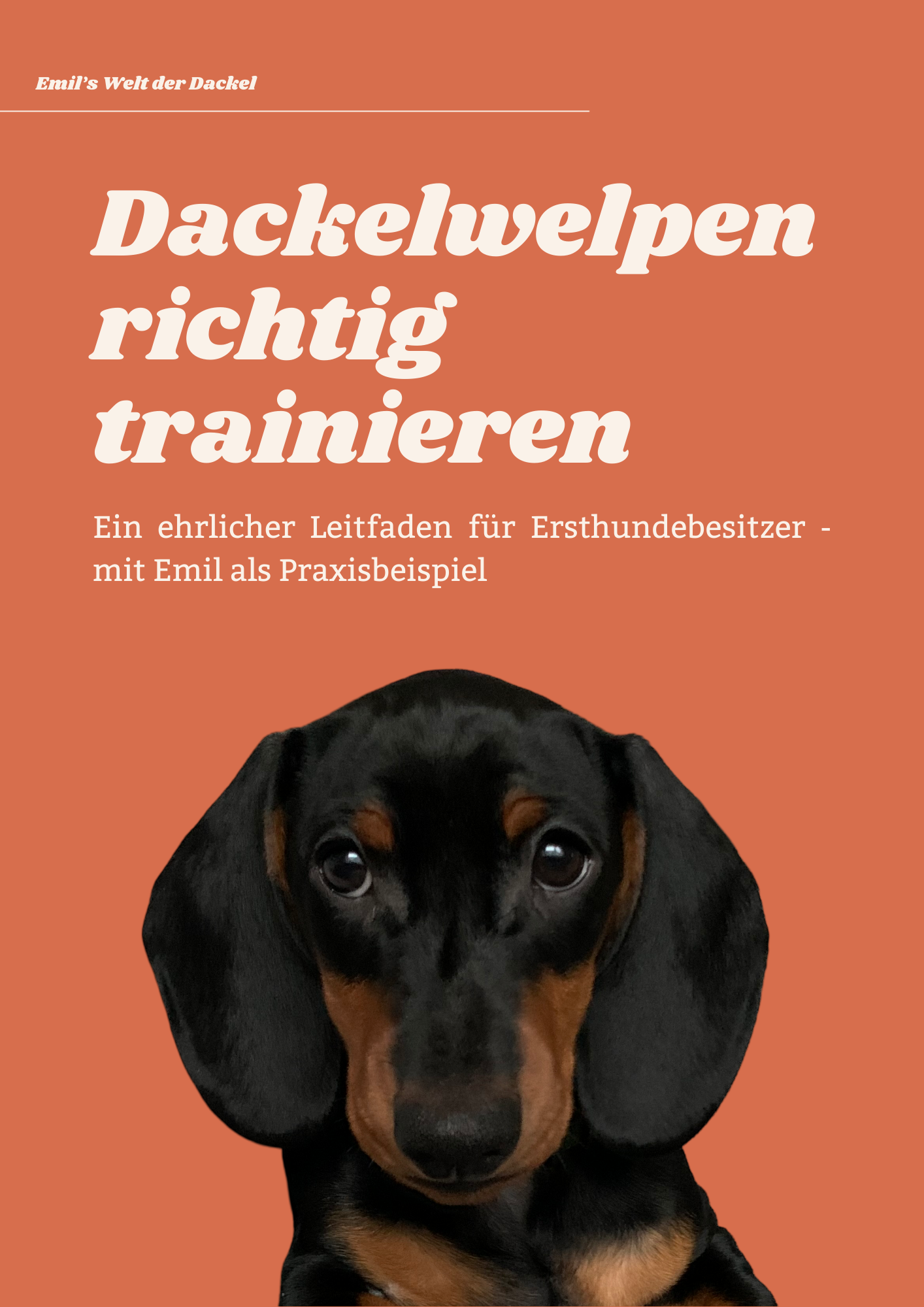 Dackelwelpen richtig trainieren: Ein ehrlicher Leitfaden mit Emil als Praxisbeispiel
