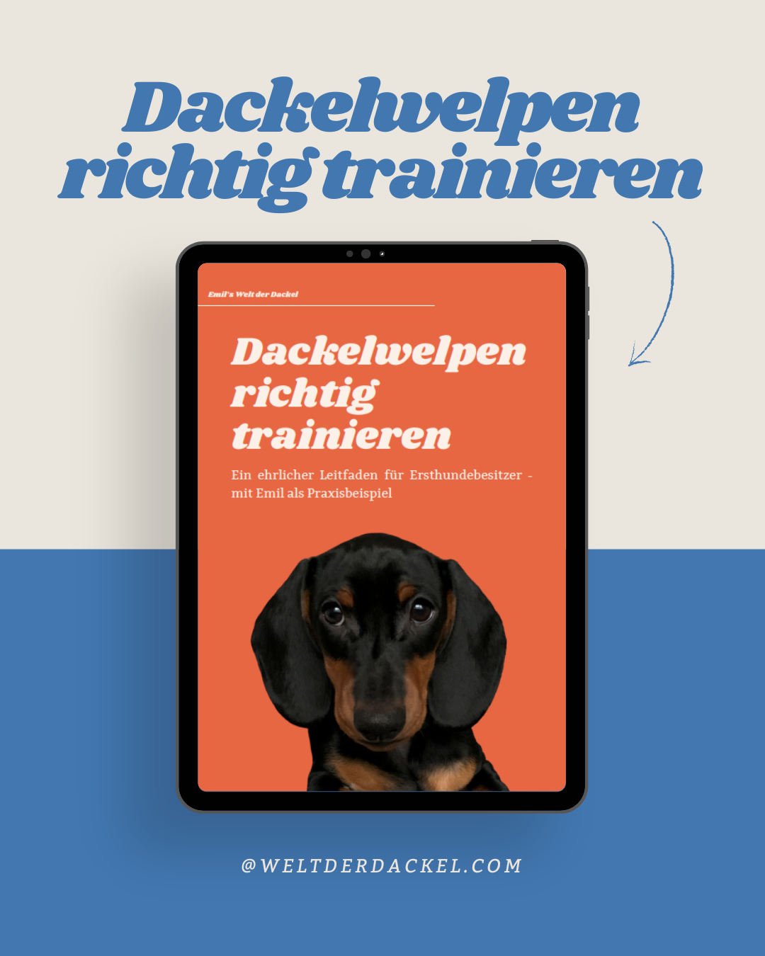 Dackelwelpen richtig trainieren: Ein ehrlicher Leitfaden mit Emil als Praxisbeispiel