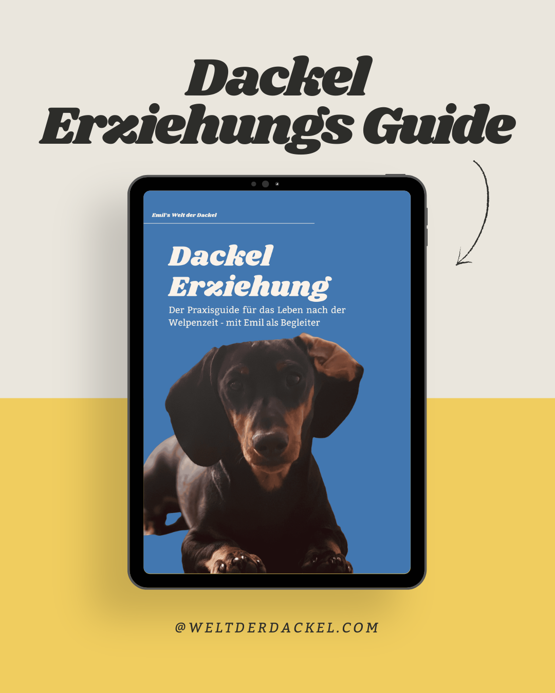 Dackel Erziehung: Der Praxis-Guide für das Leben nach der Welpenzeit (+100 Seiten)