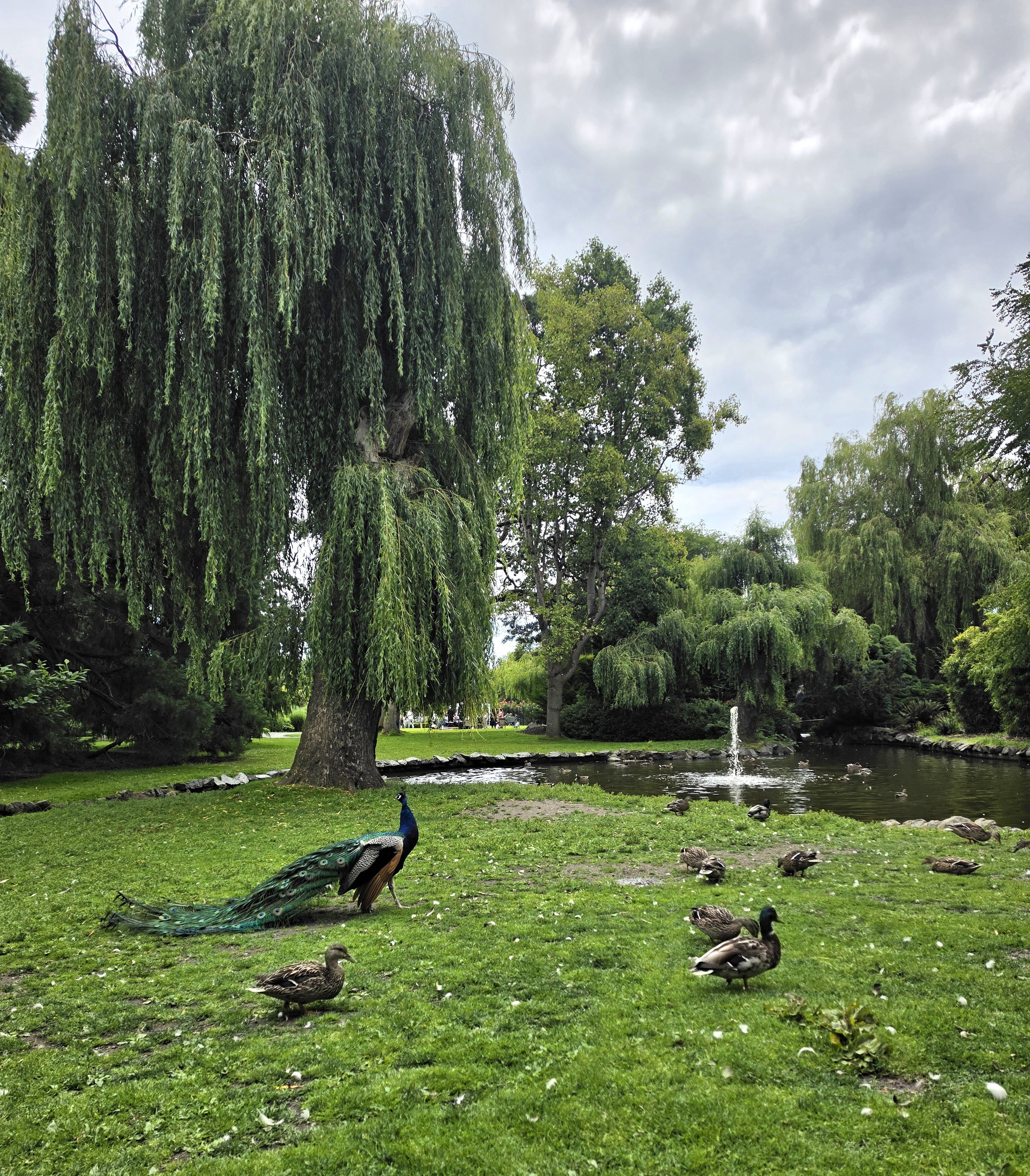 Beacon Hill Park Peacock Victoria
