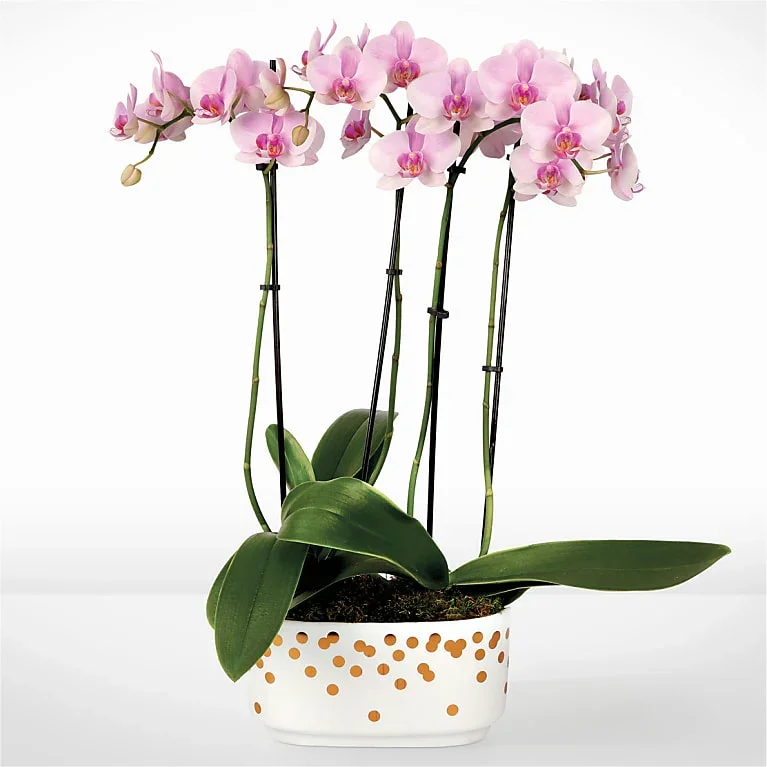Pink Orchid Plant
