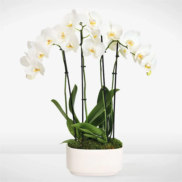 White Orchid Plant