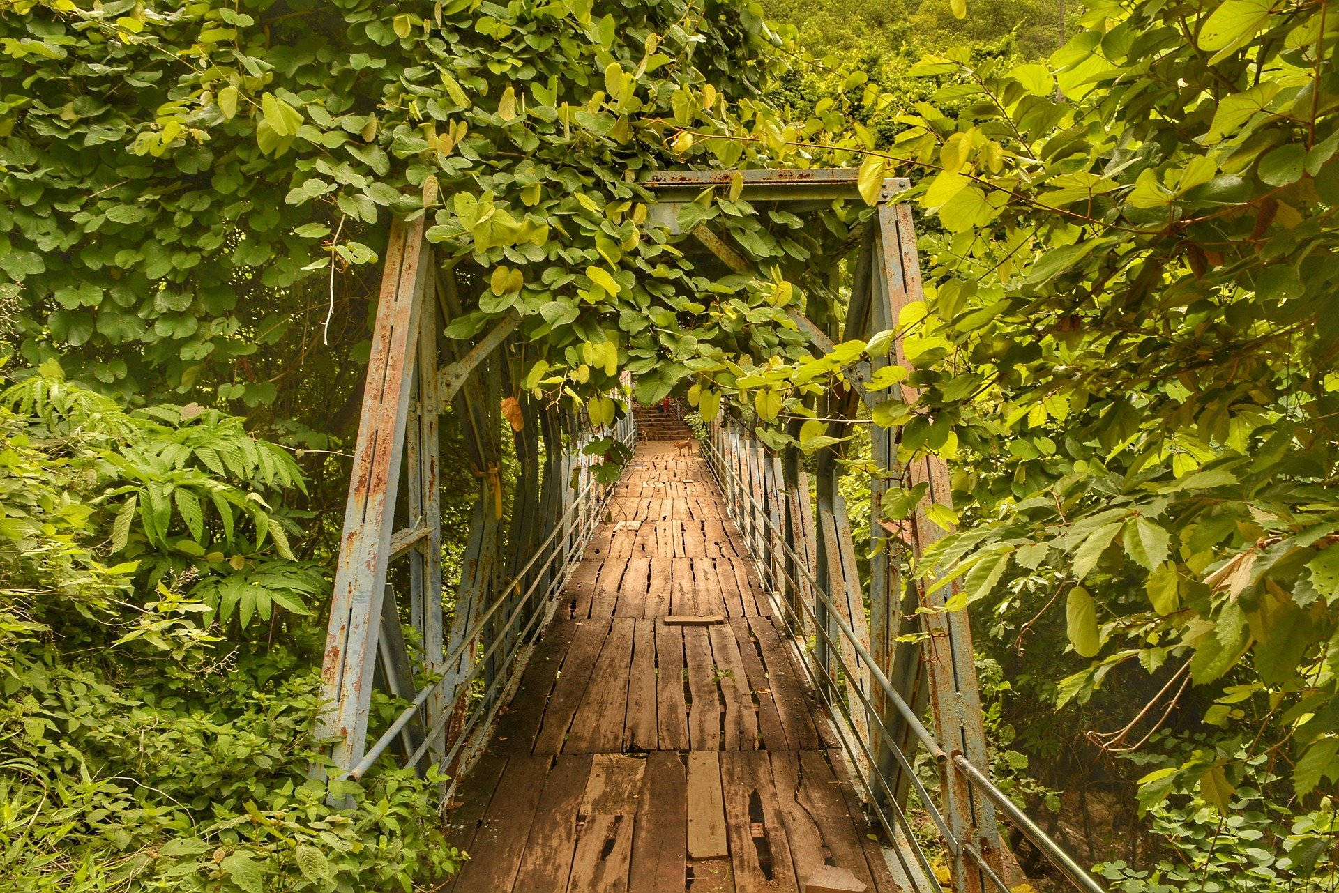 forest-2684775_1920.jpg