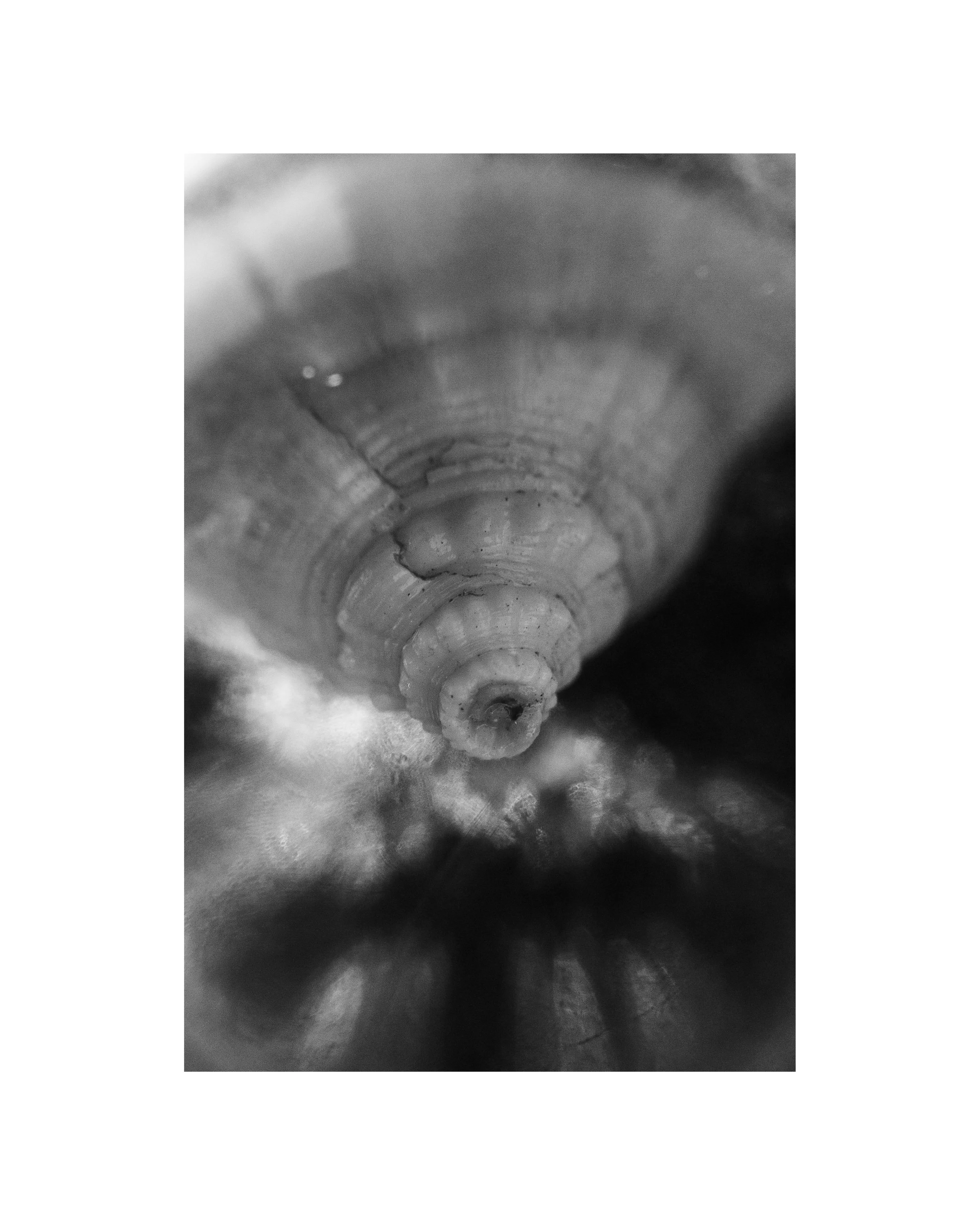 " Burial Ground"s": Accompanied by  Organisms" 