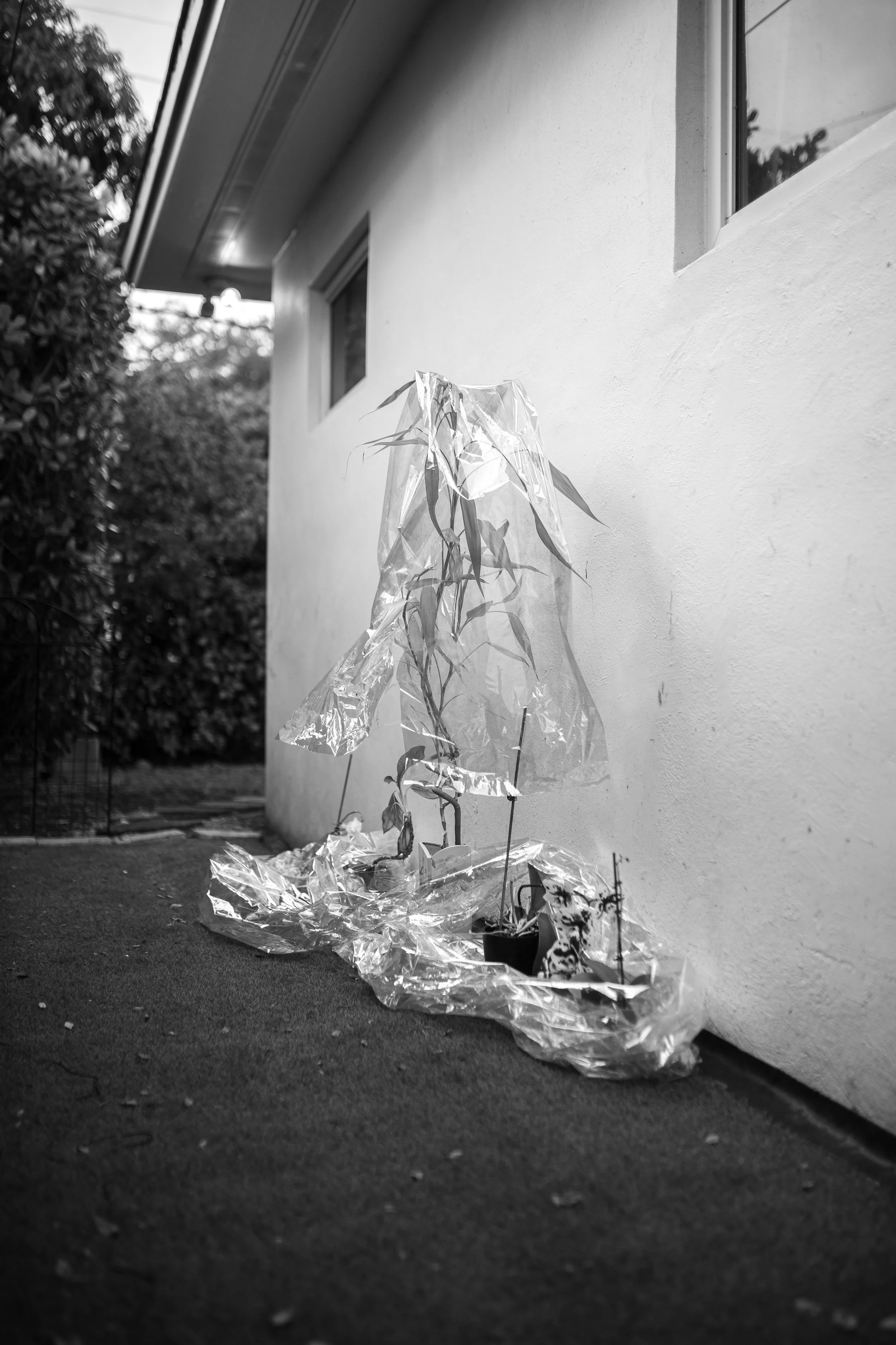 Limerence_cellophane_Feb26_7-24.jpg