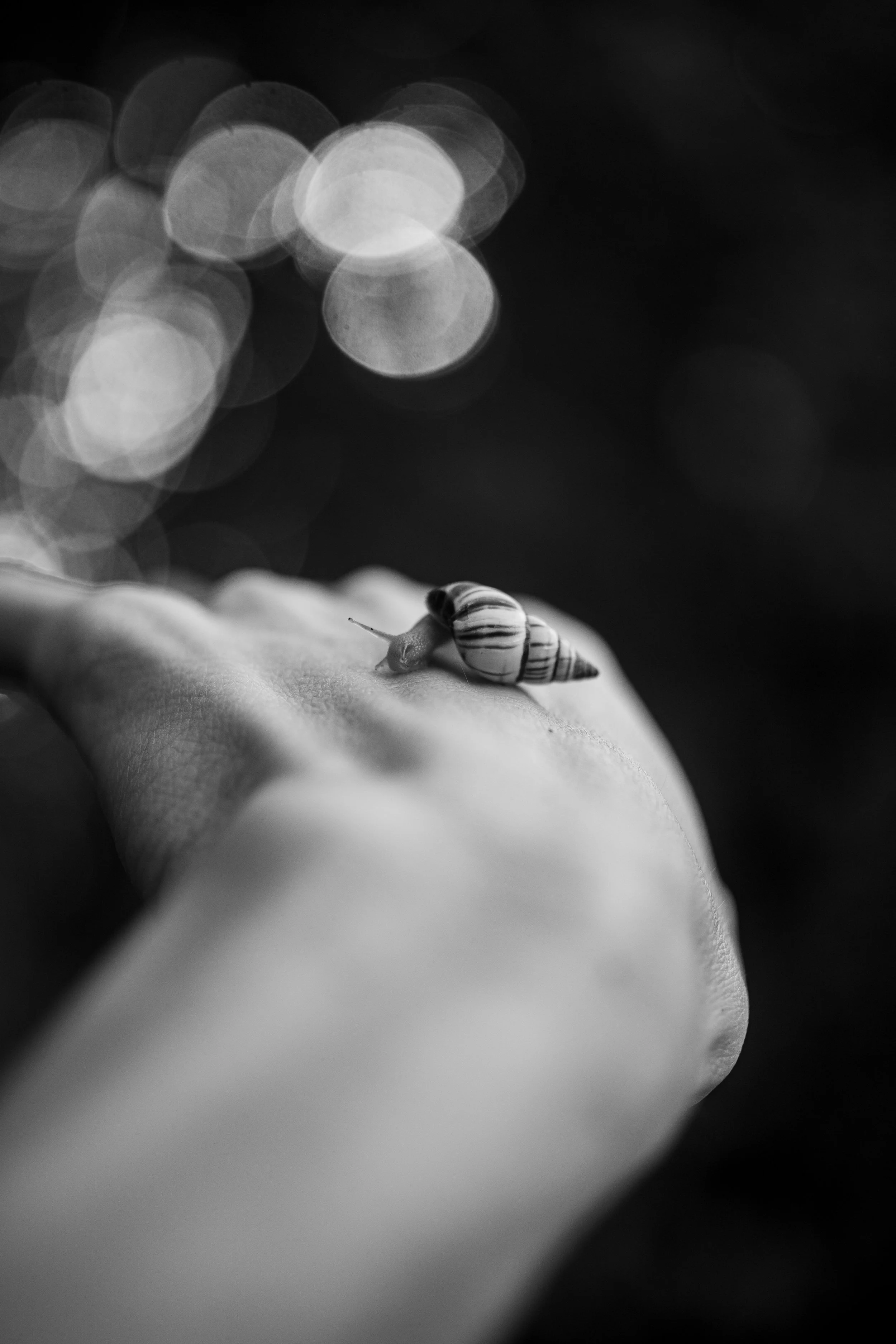 Snailand Shells-50.jpg