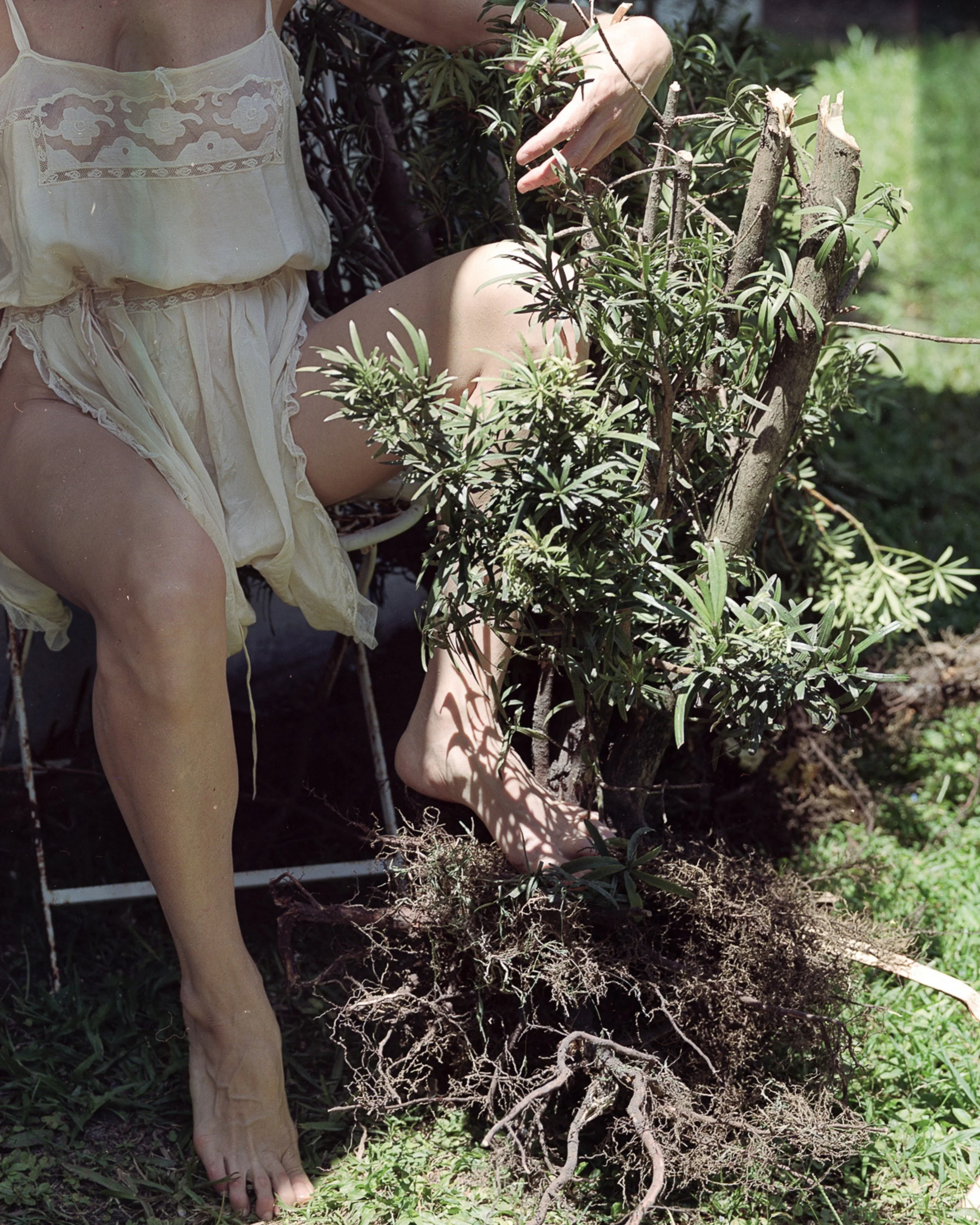 "Limerence Reverie: Act III Roots"