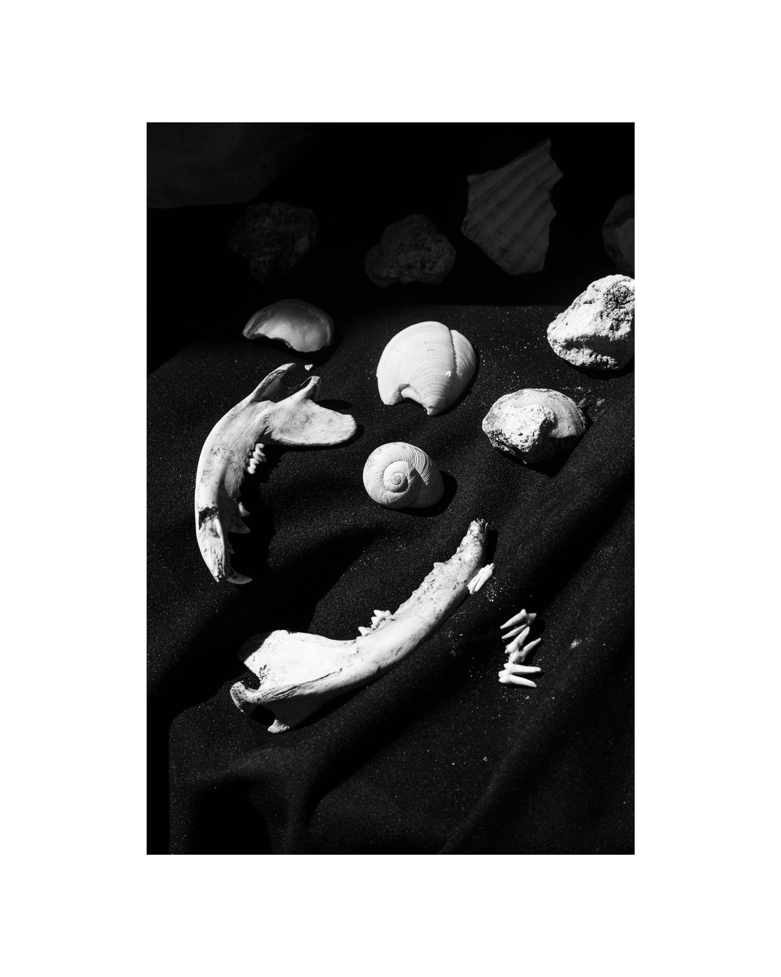 " Burial Ground"s": Fossils Found Possum and Land Snails "