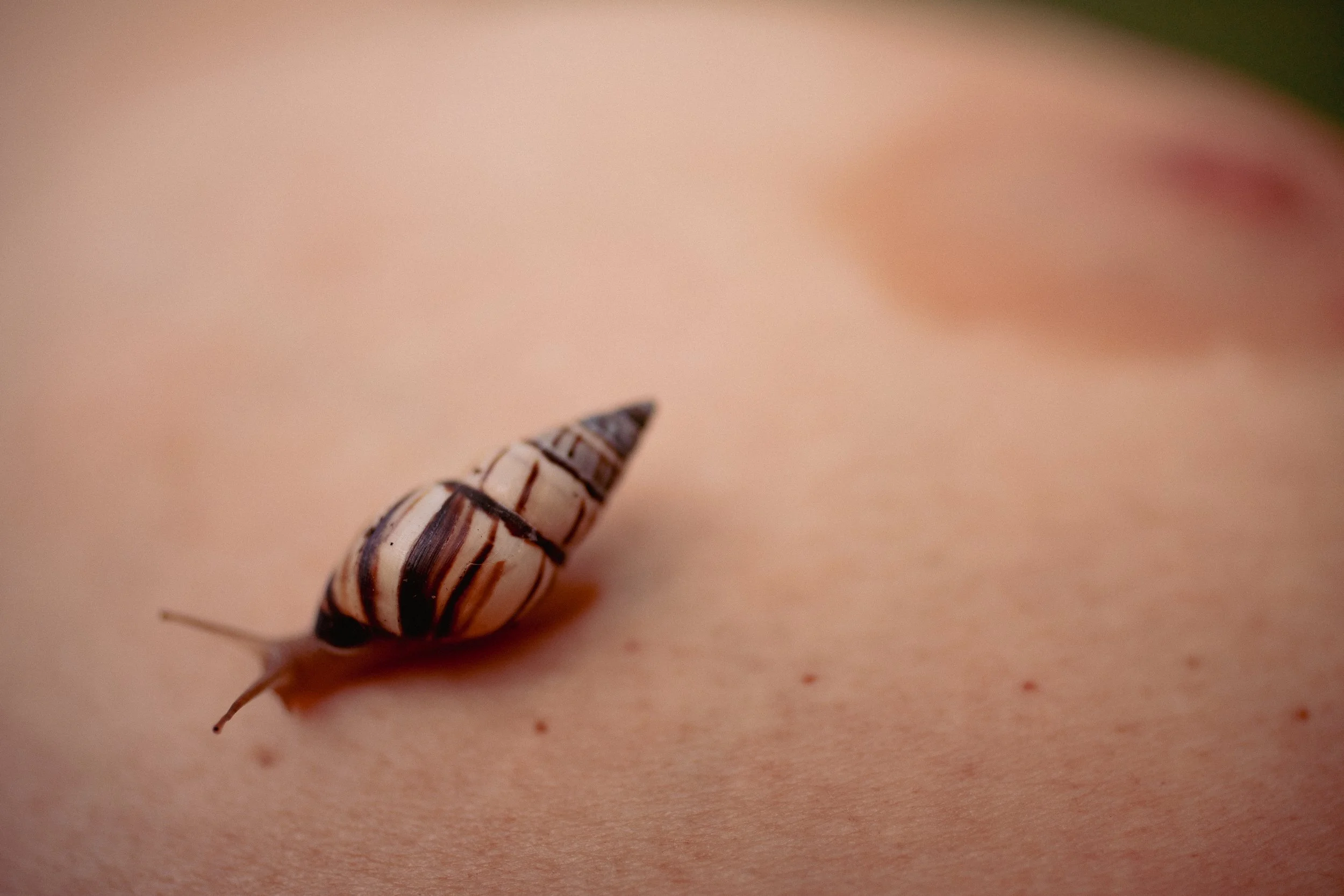 Snail_July2026_3-7786.jpg