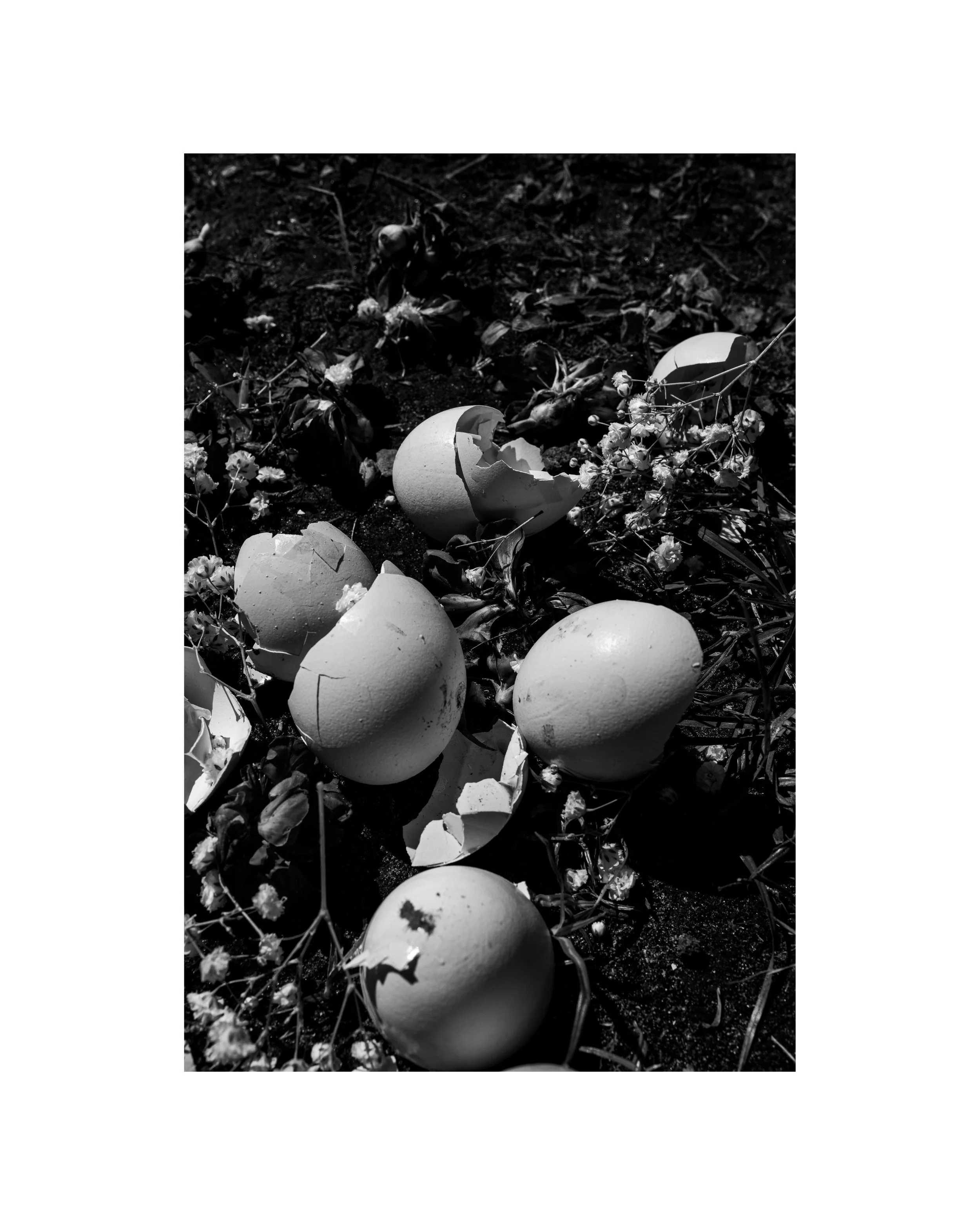 All or Nothing: Still Life with Eggs