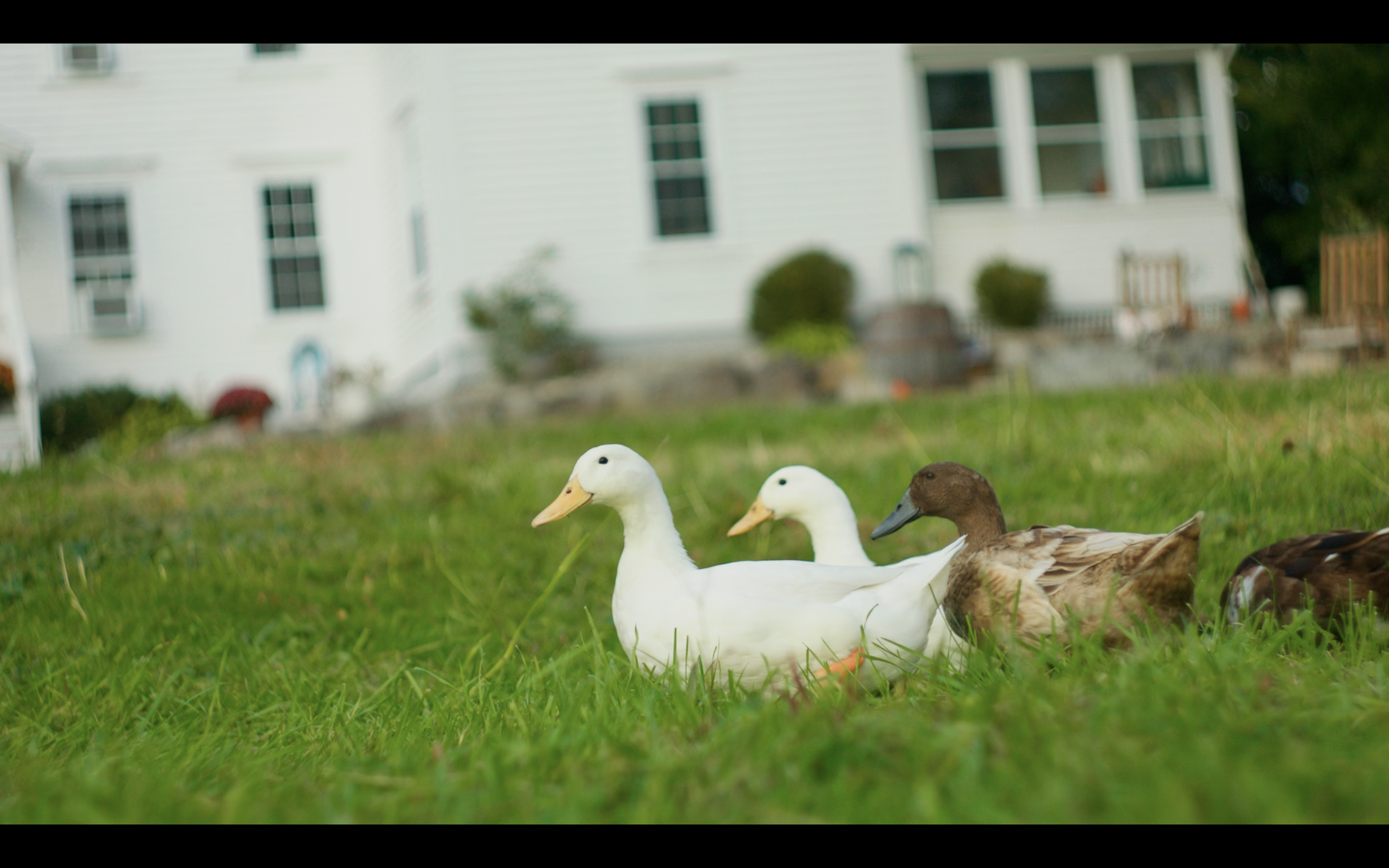 Three ducks sitting on green grass in front of a white house, with two white ducks and one brown duck.