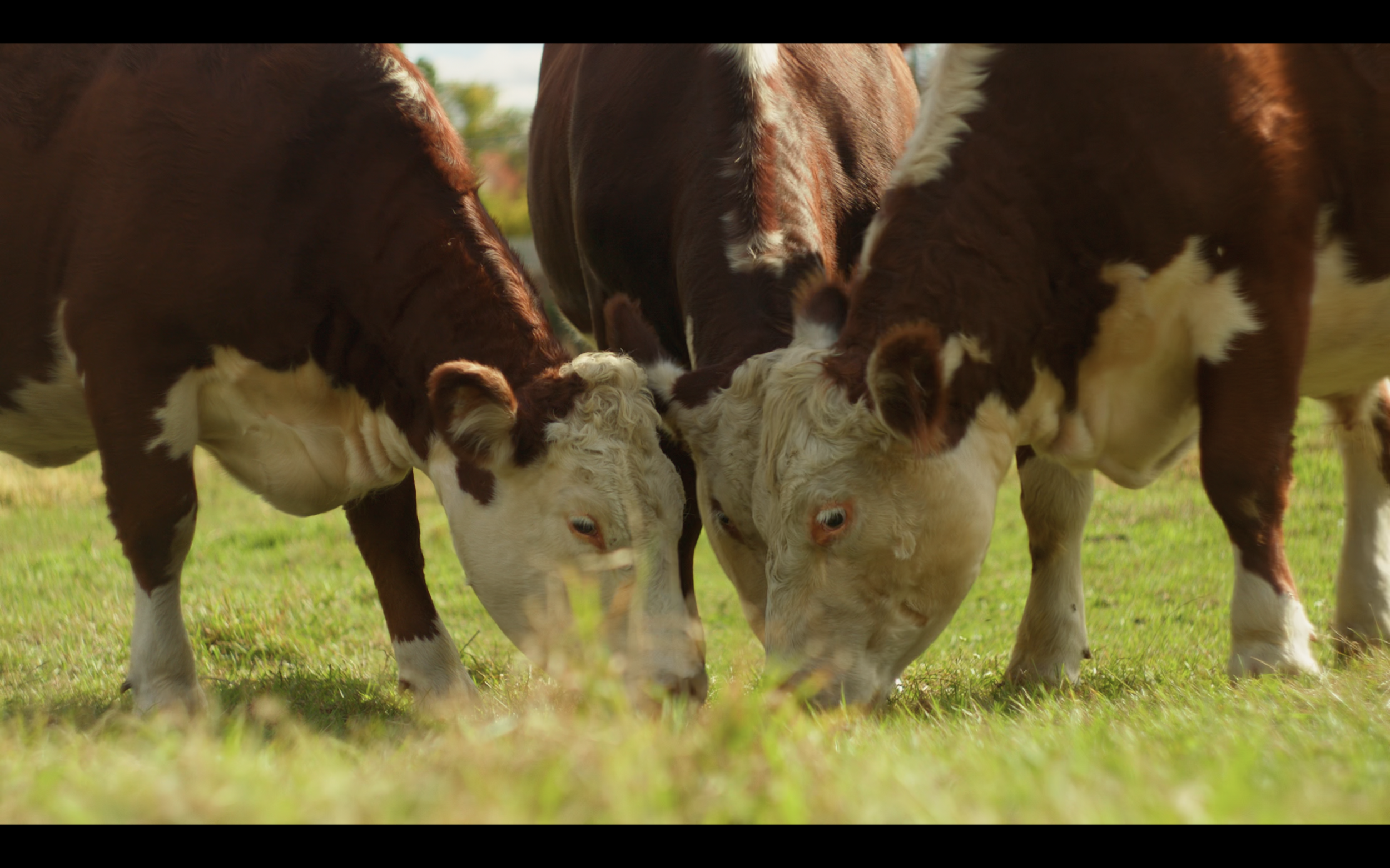 Three cows grazing on green grass in a field