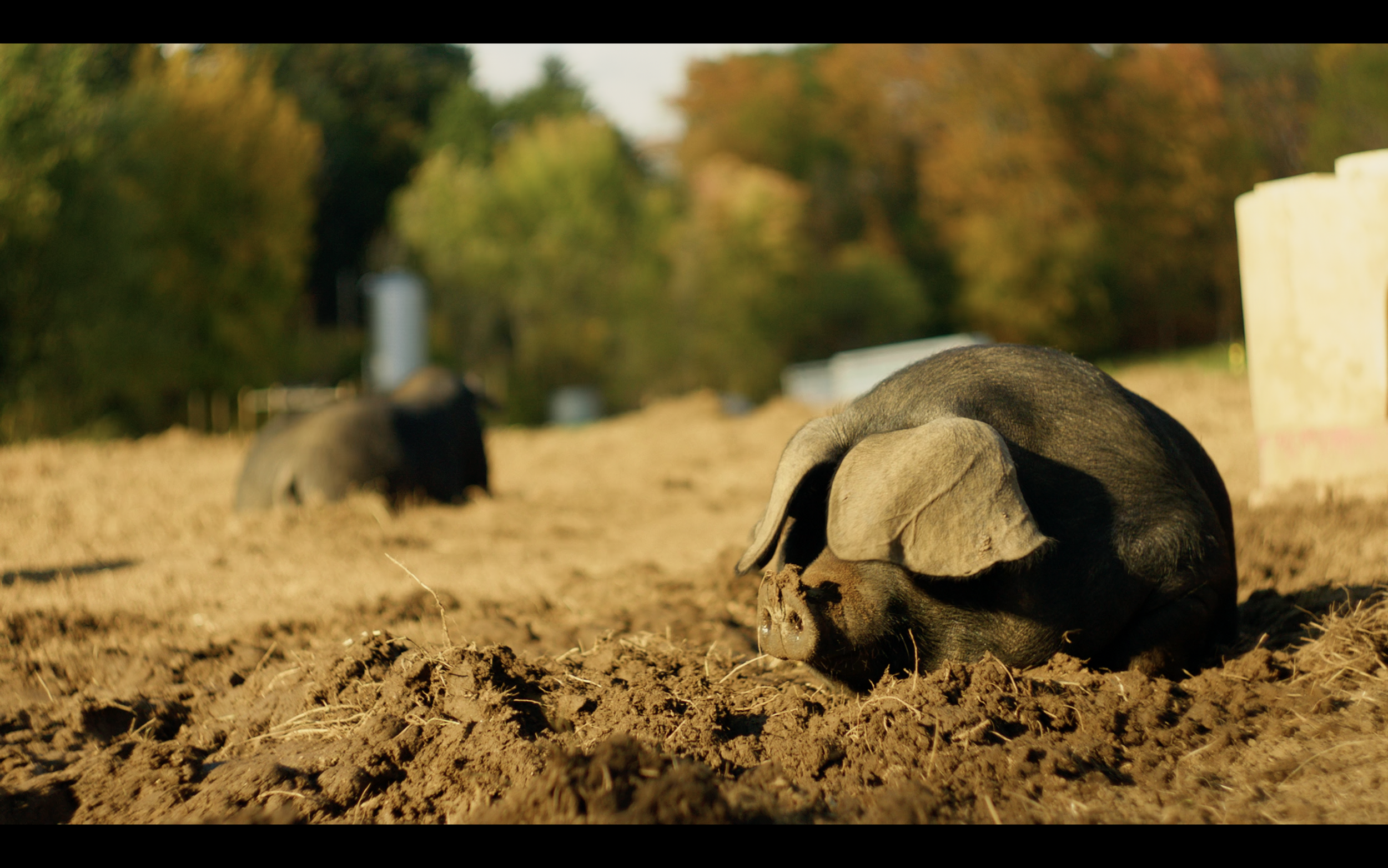 A black pig lying in dirt with another pig in the background and trees with autumn leaves.