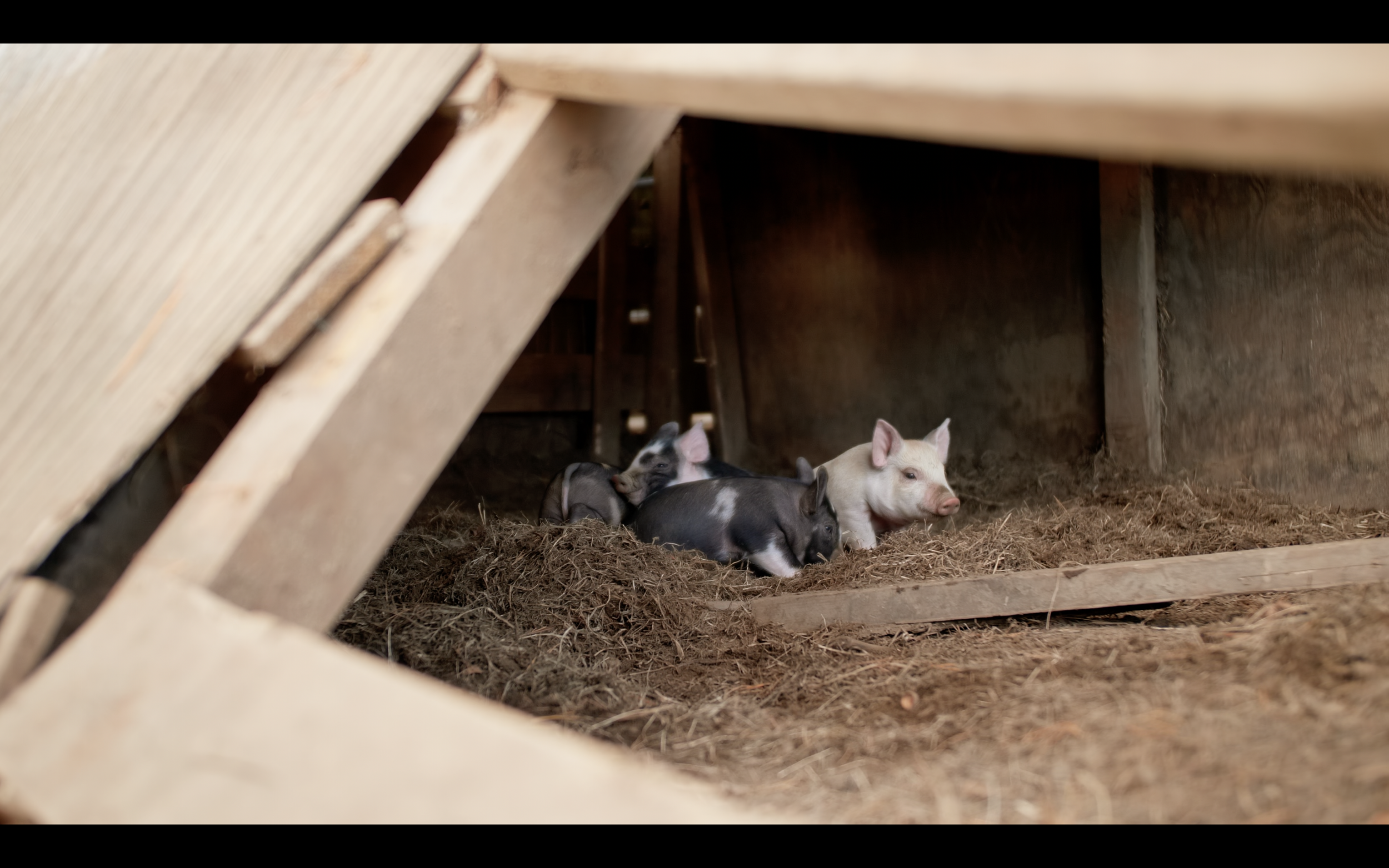 Three piglets resting on straw inside a barn with wooden walls.