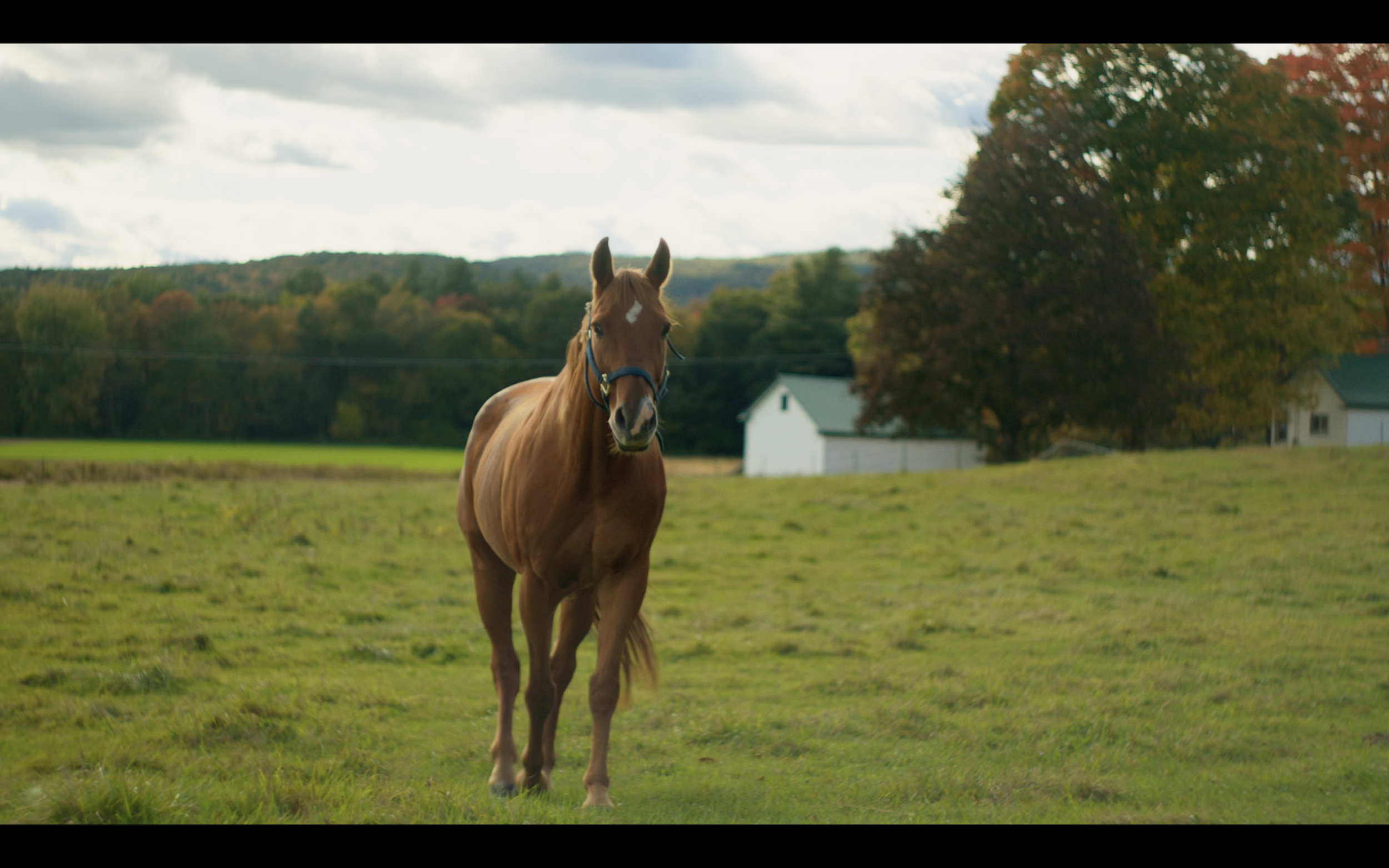 A brown horse walking toward the camera on a grassy field with trees and a white barn in the background on a cloudy day.