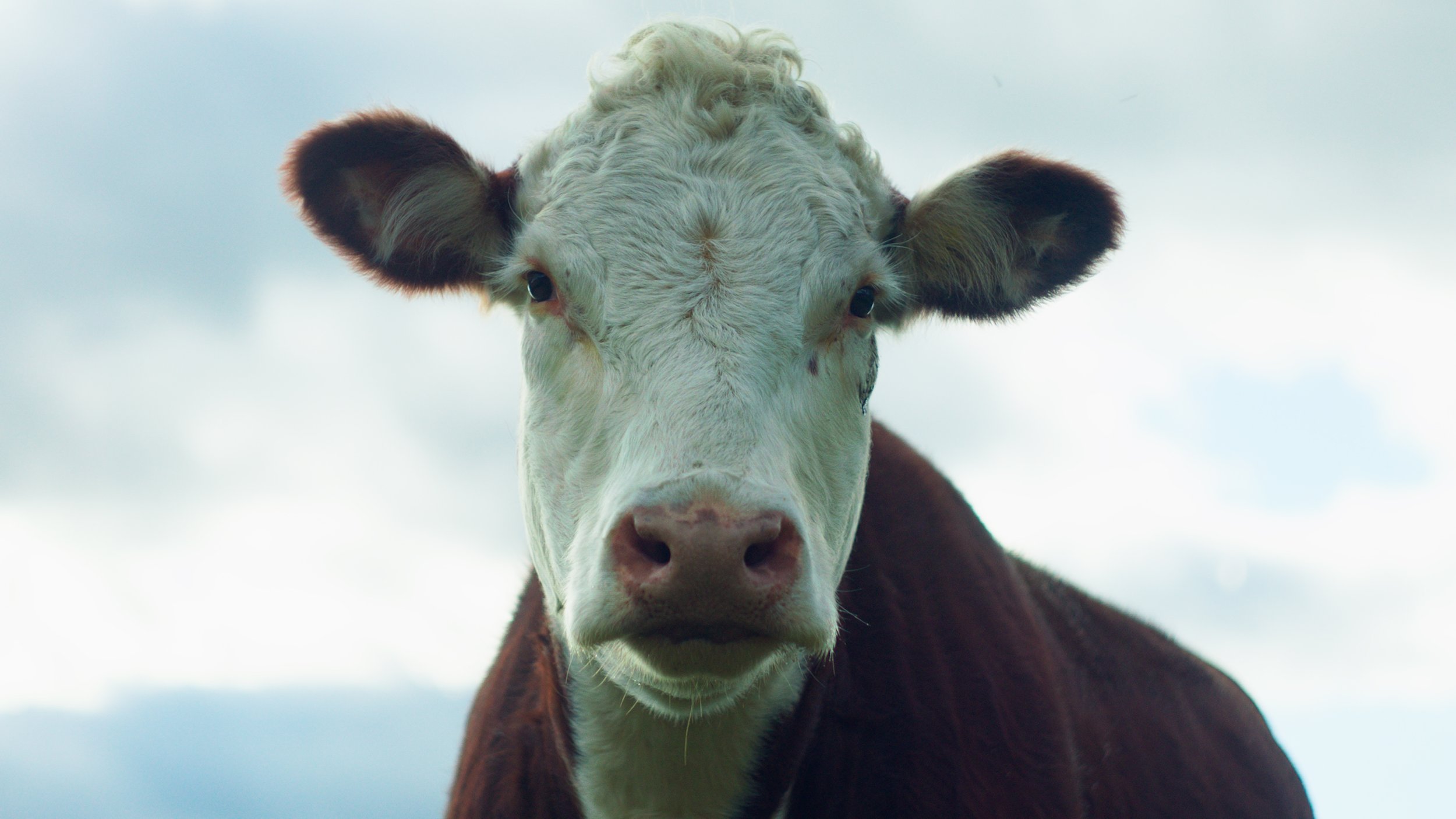 Close-up of a cow's face with a cloudy sky in the background.
