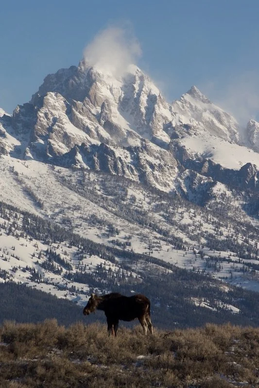 moose and tetons booking.jpeg