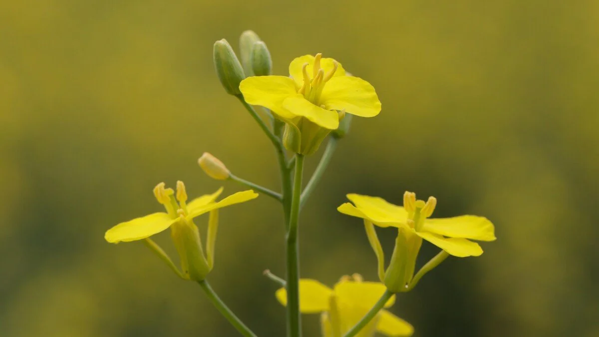 Le canola, la fleur au cœur d’une guerre commerciale internationale