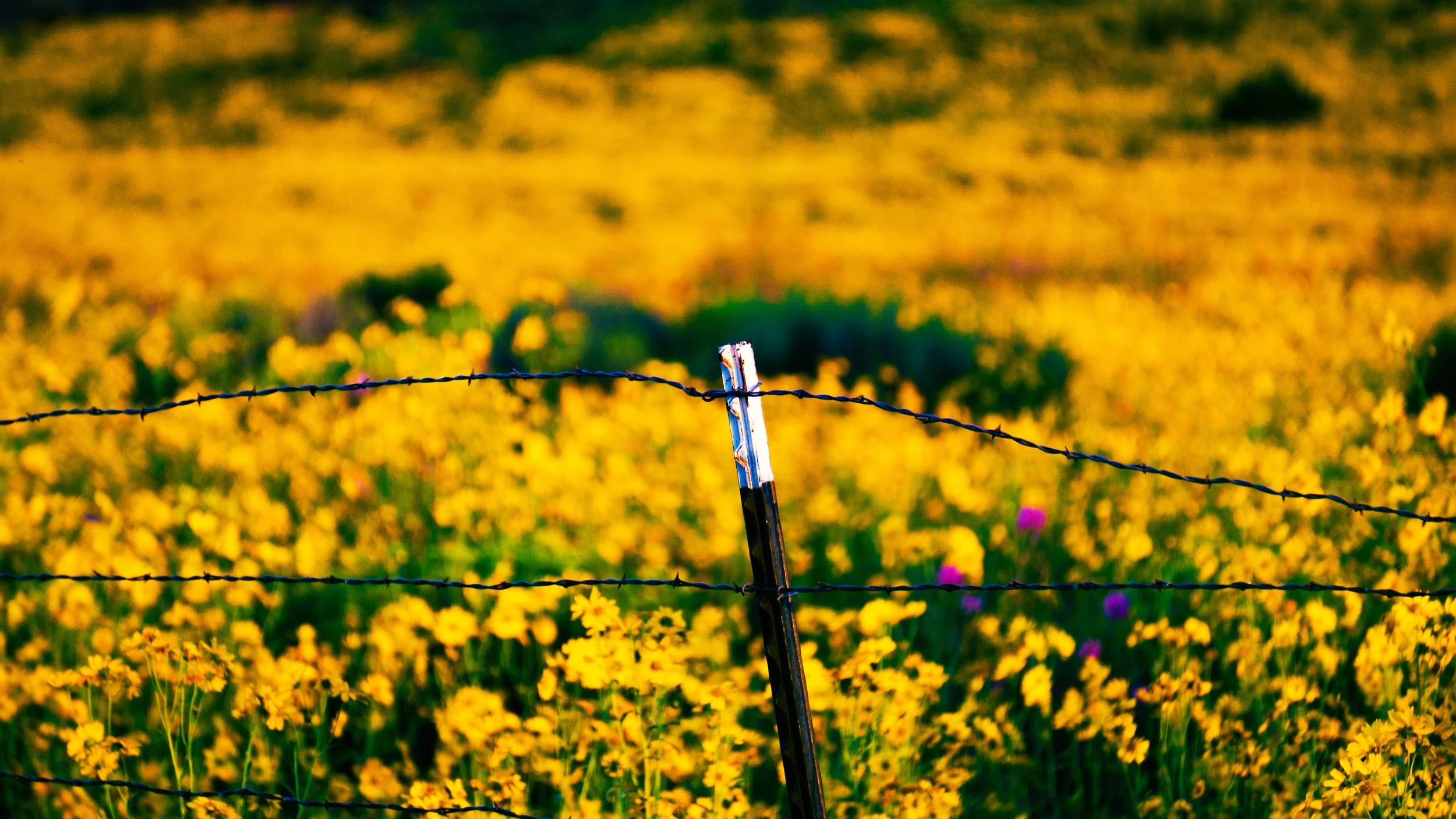 Don't Touch the Flowers.jpg